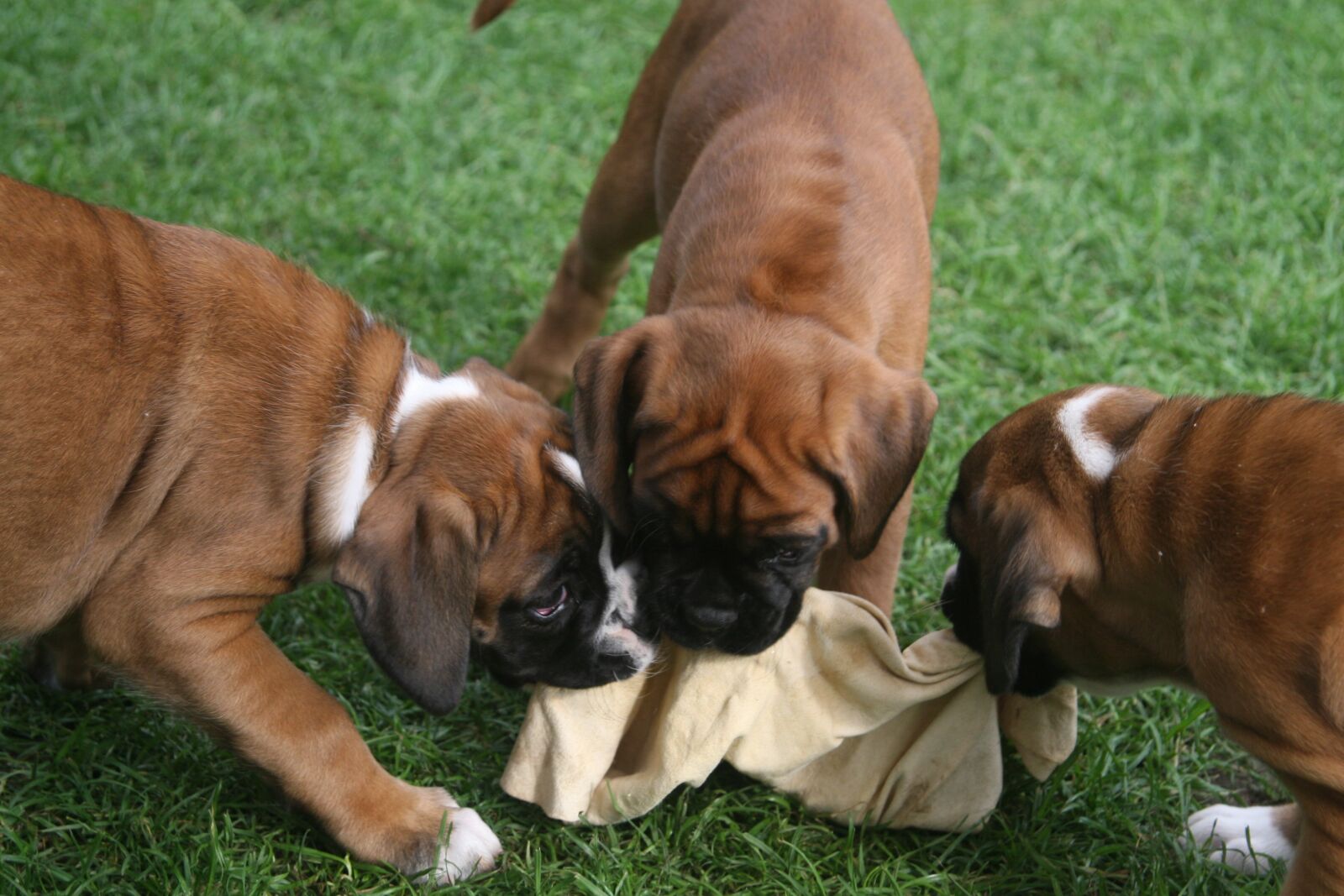 Canon EOS 30D sample photo. Boxer, dog, puppy photography