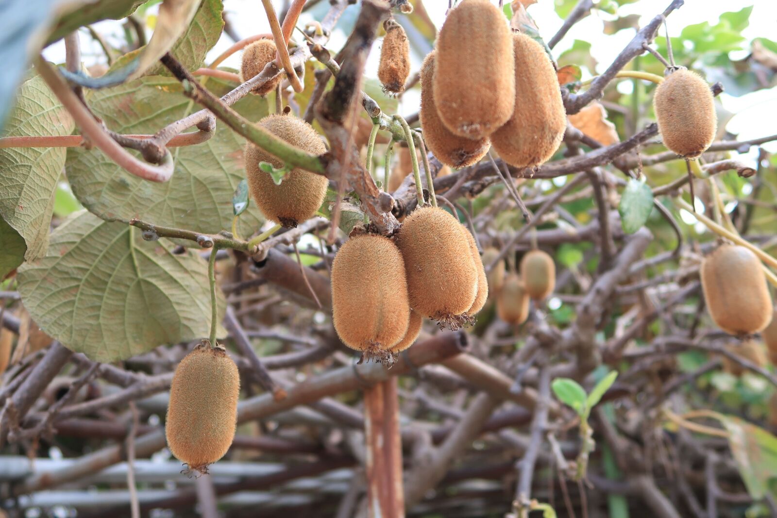 Canon PowerShot G7 X Mark II sample photo. Kiwi, fruit, plant photography