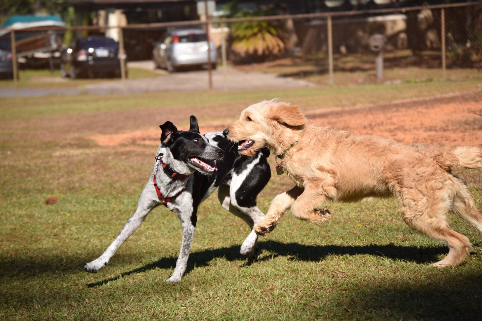 Nikon D5300 sample photo. Dogs, play, animal photography