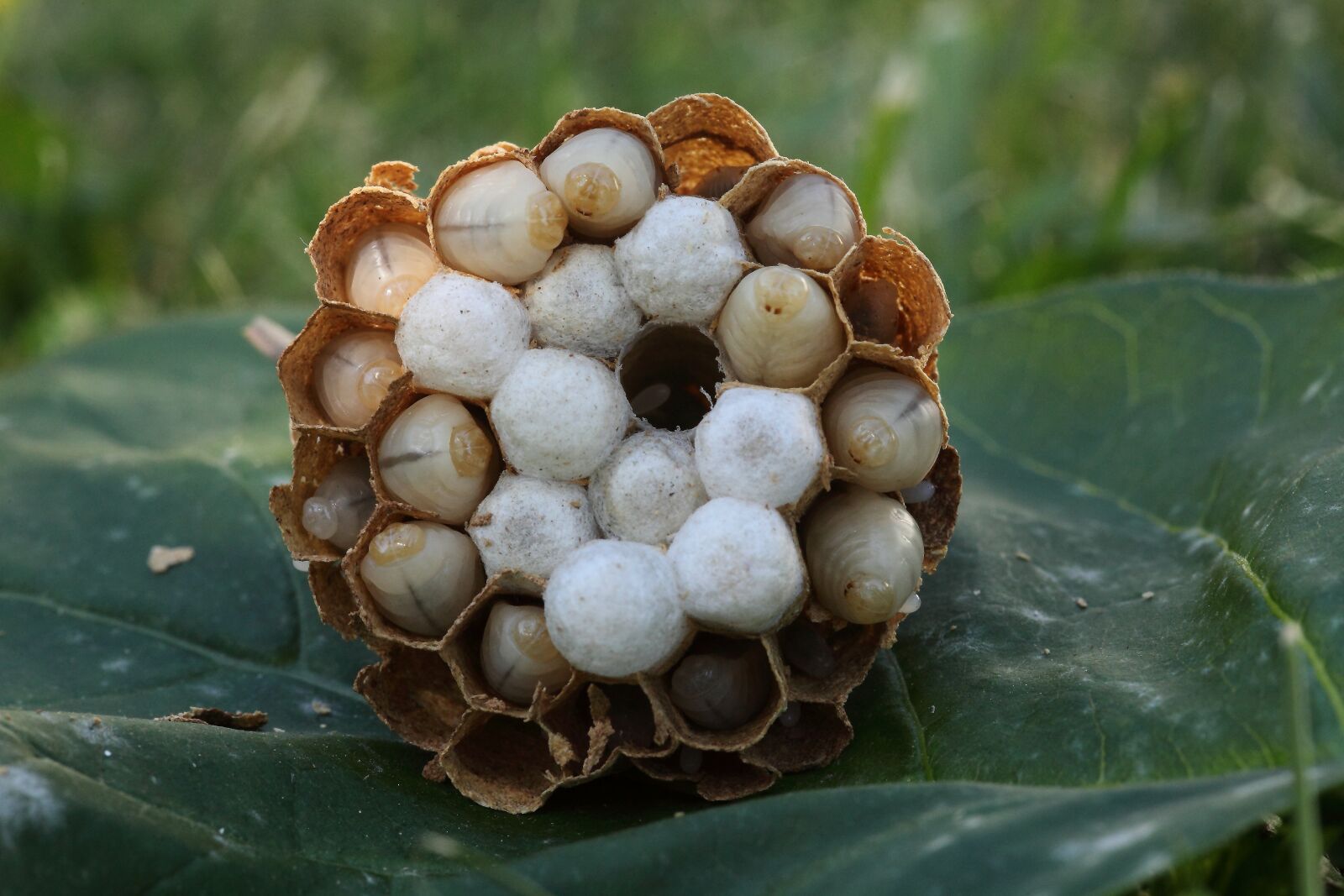 Canon EOS 5D Mark II sample photo. Nature, hornets asian photography
