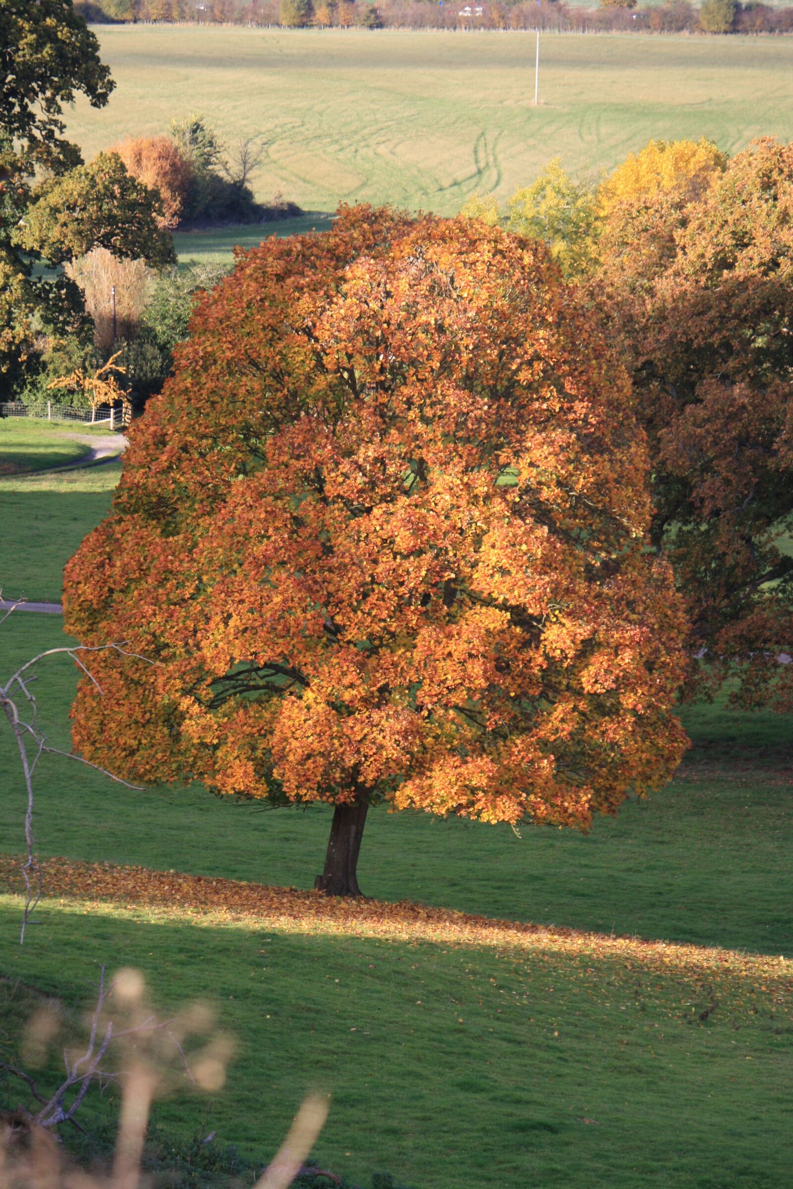Canon EOS 1000D (EOS Digital Rebel XS / EOS Kiss F) sample photo. Tree, autumn, nature photography