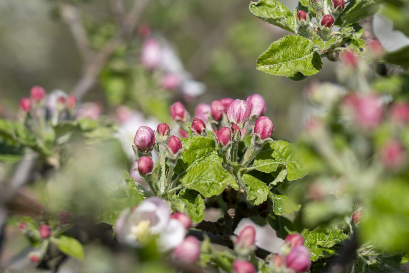 Sony a7 III sample photo. Flower, flowers, the puck photography