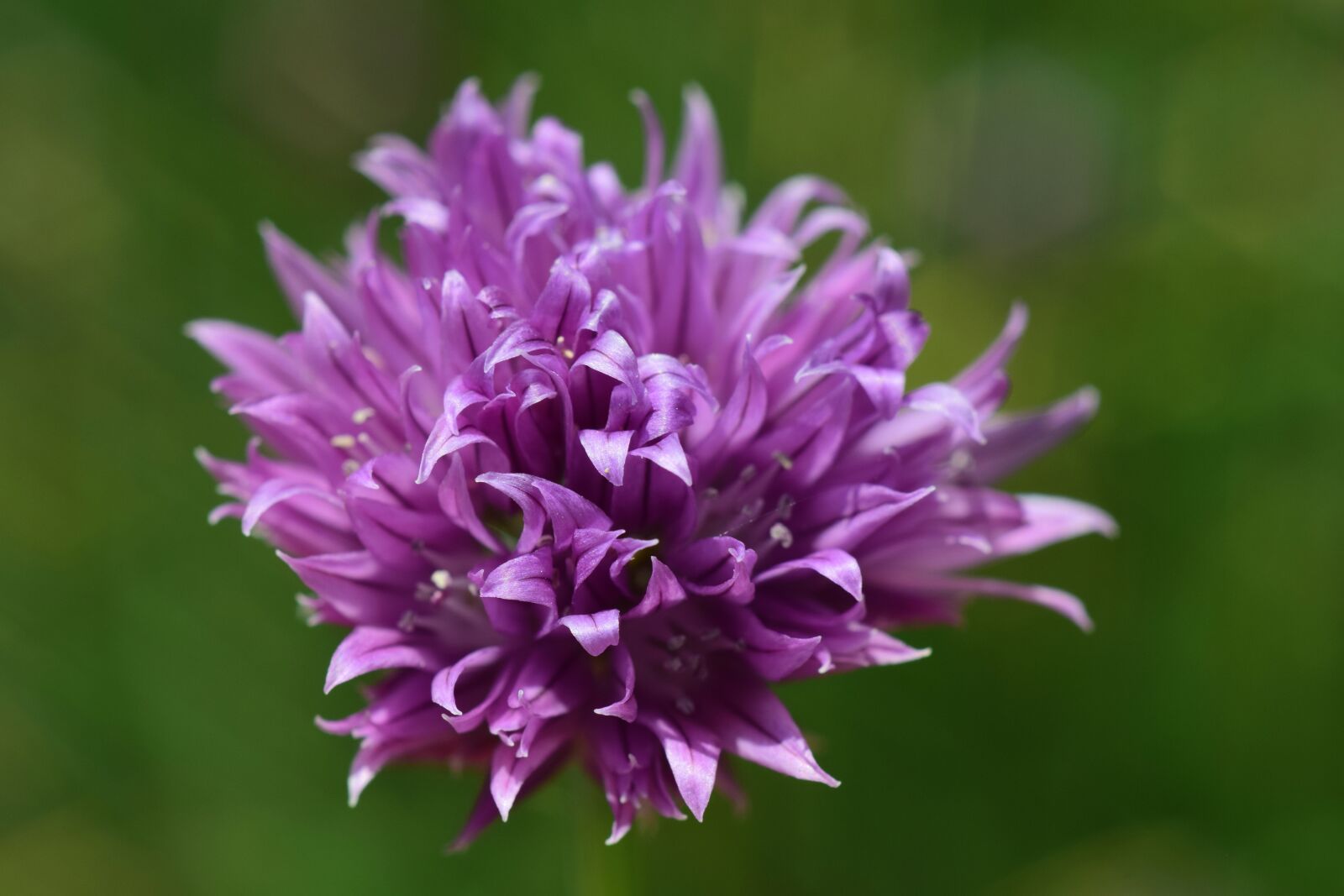 Nikon D3300 sample photo. Chives, flower, blossom photography