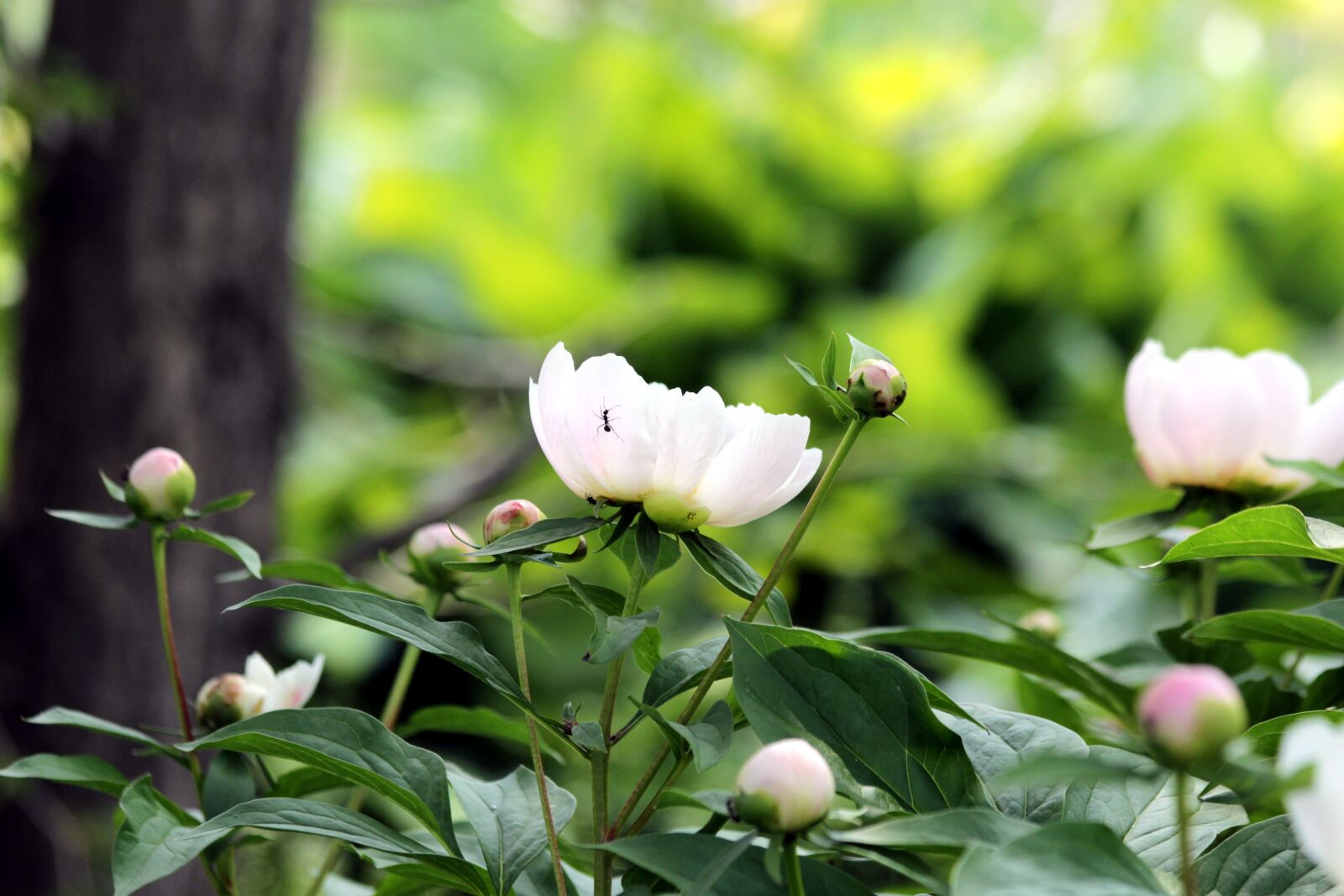 Canon EOS 650D (EOS Rebel T4i / EOS Kiss X6i) sample photo. Peonies, bush, flowers photography