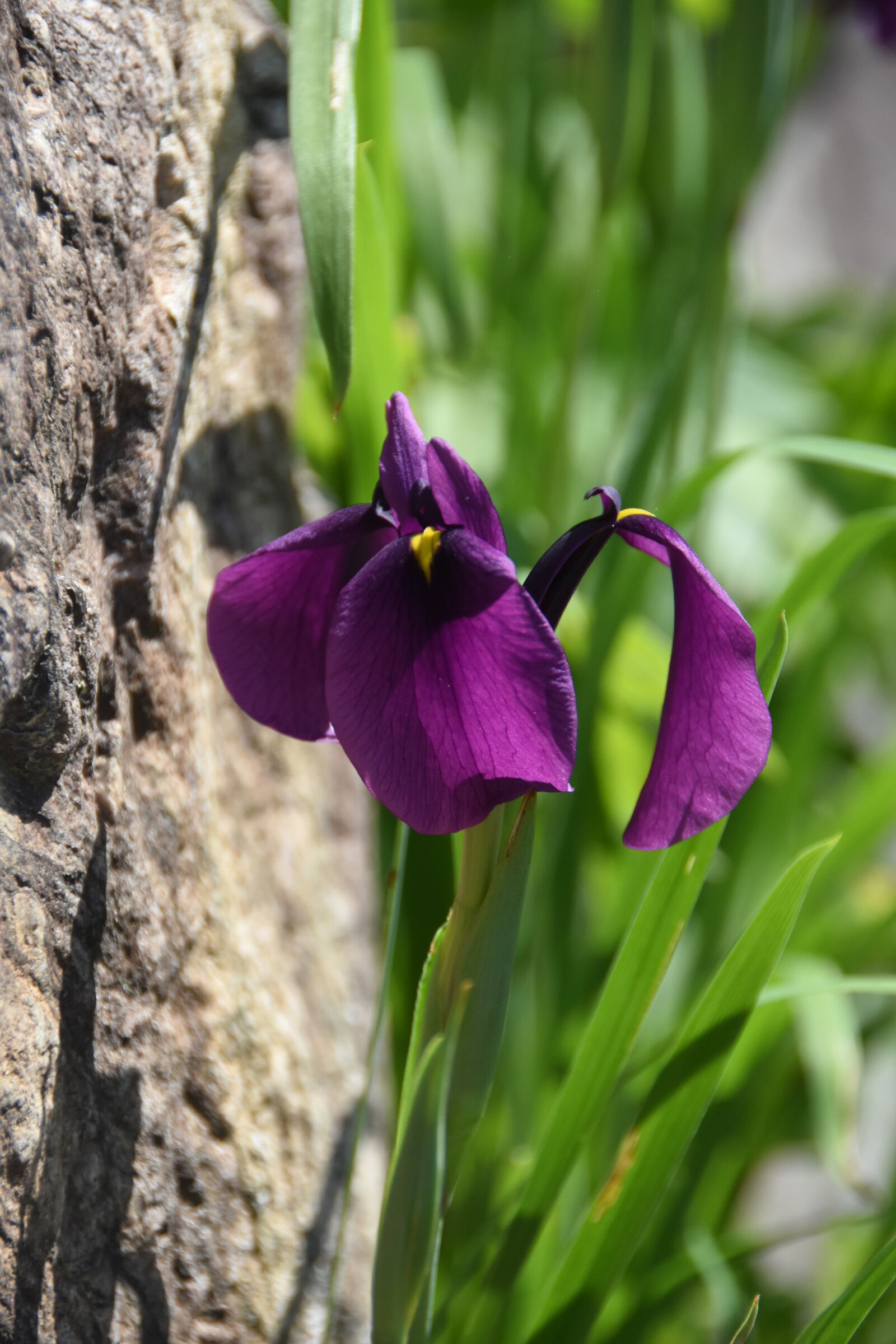 Nikon D7200 sample photo. Wildflower, iris, cuteness photography