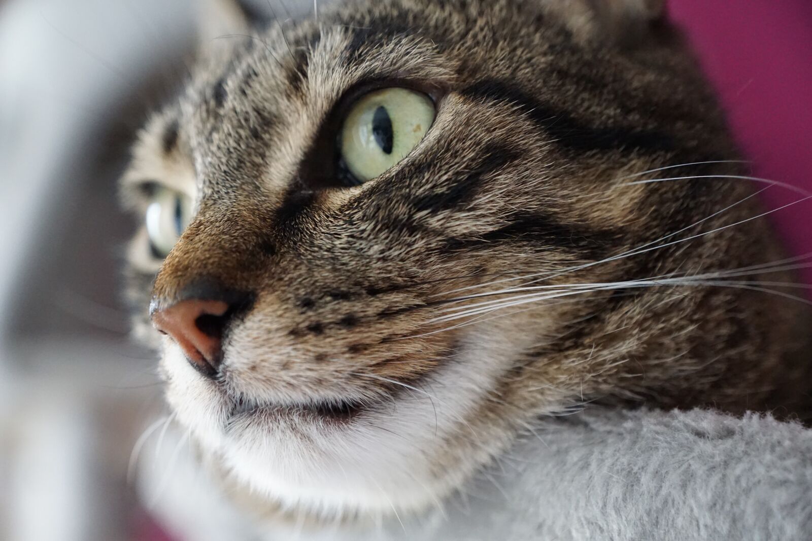 Sony ILCA-77M2 + Sony DT 16-50mm F2.8 SSM sample photo. Cat, snout, face photography