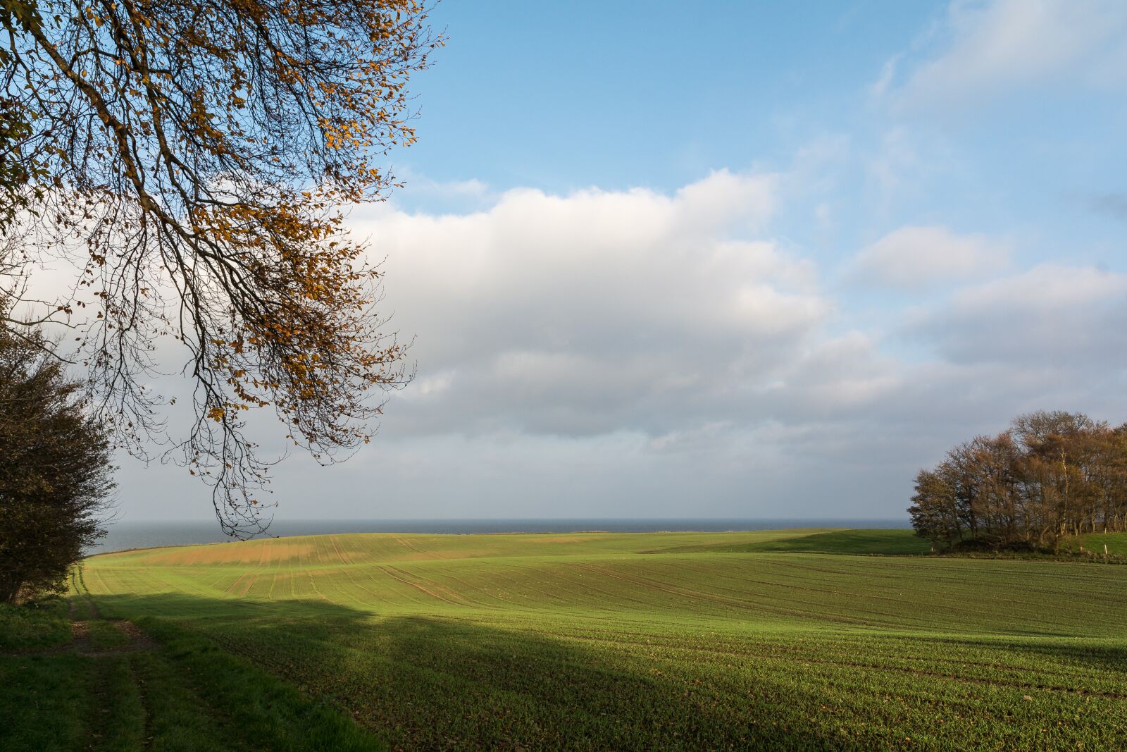 Nikon D7100 sample photo. Tree, sky, clouds photography