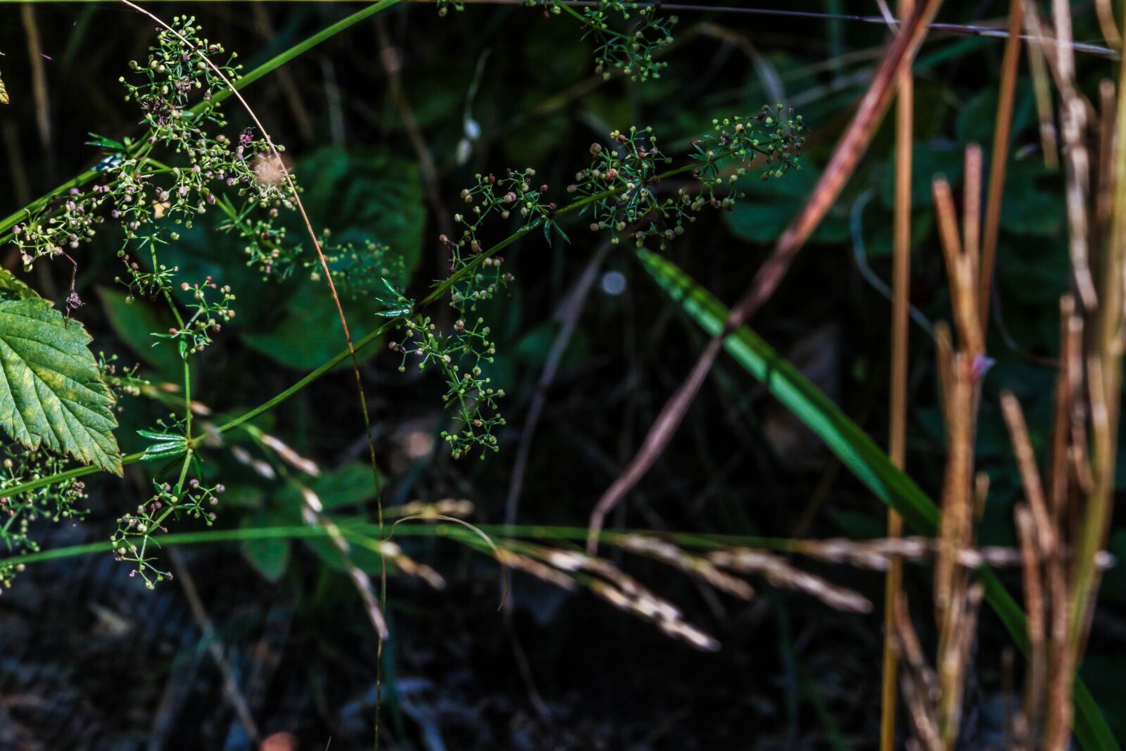 Canon EOS 7D Mark II sample photo. Straw, growth, nature photography