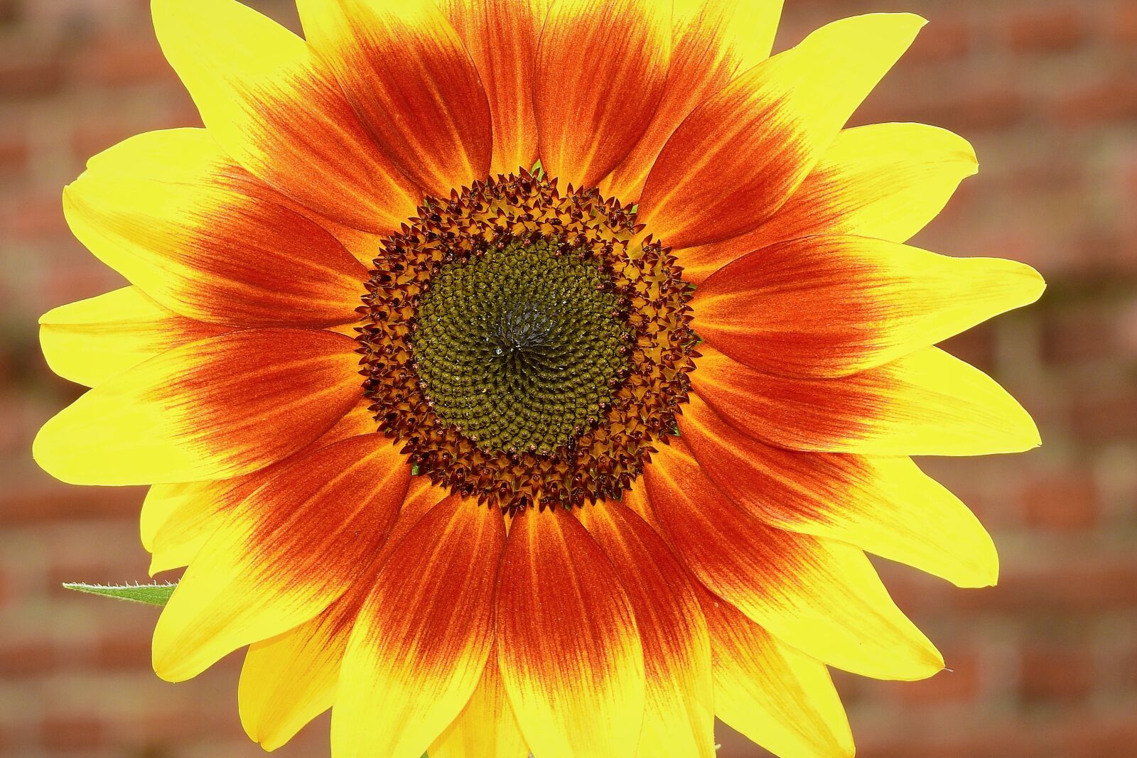 Nikon Coolpix P900 sample photo. Sunflower, the background, yellow photography
