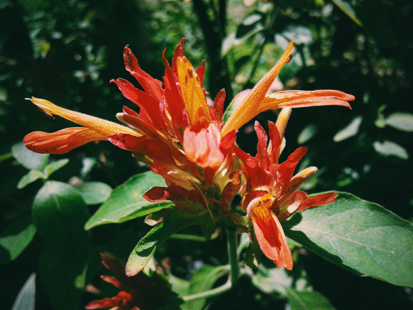 Samsung Galaxy J1(2016) sample photo. Beautiful, beautiful, flowers, flower photography