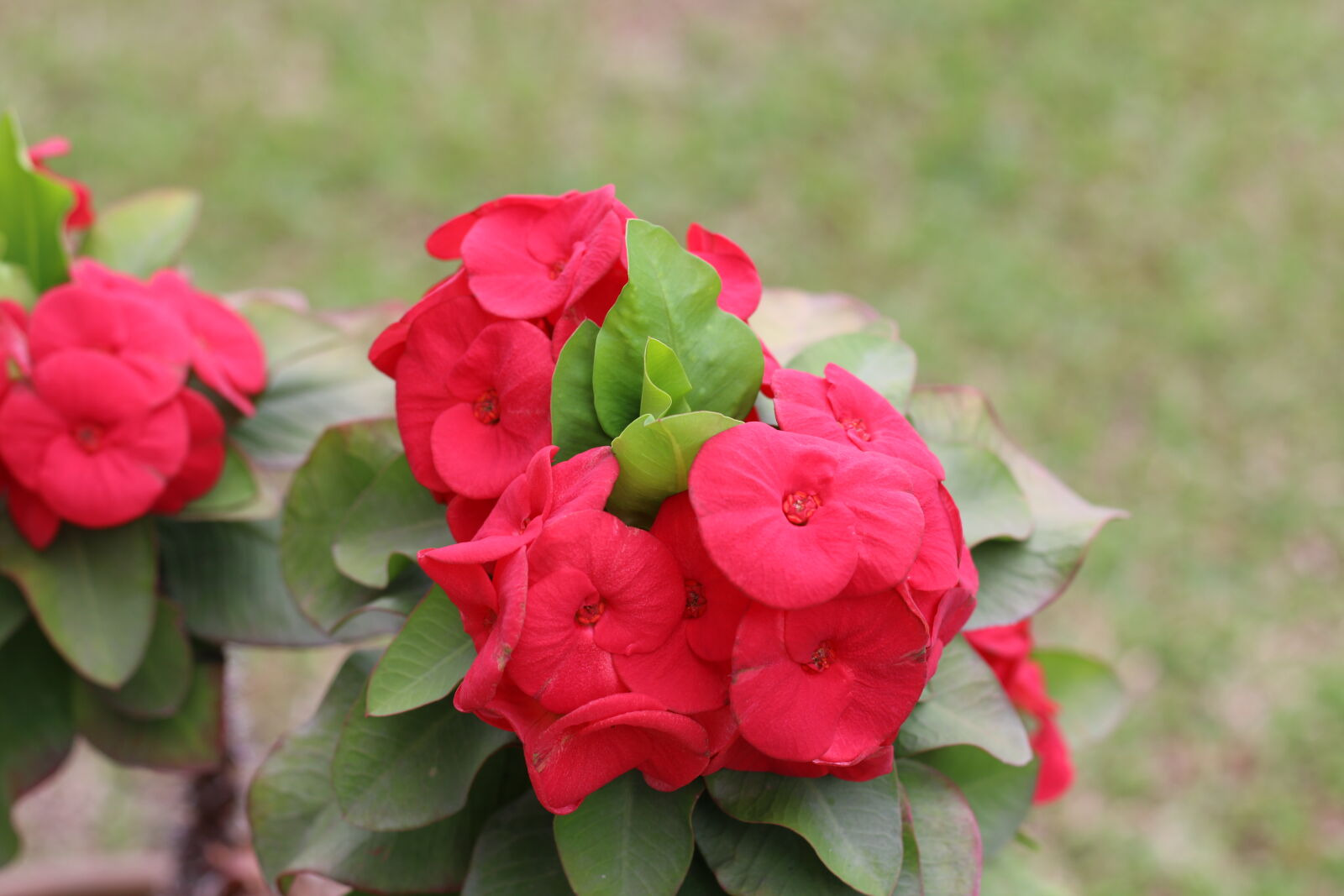 Canon EF 50mm F1.8 STM sample photo. Flower5_70d photography