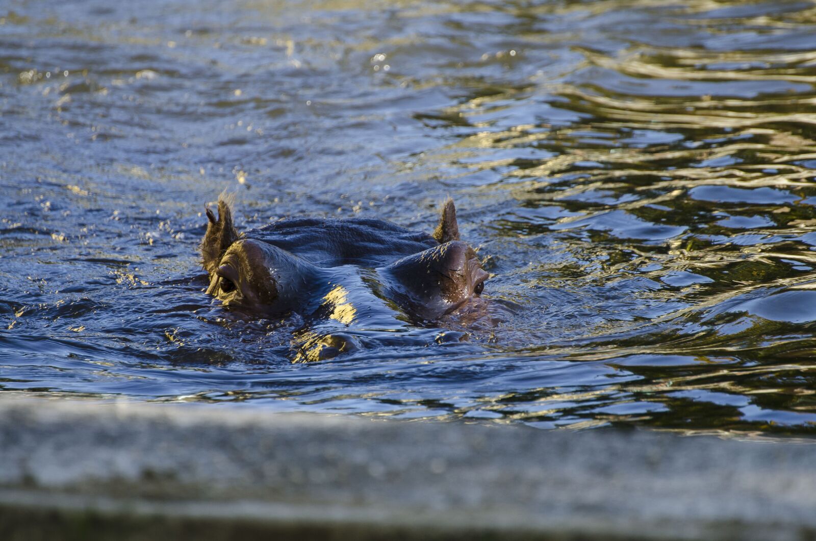 Nikon D7000 sample photo. Zoo, tiergarten, vienna photography