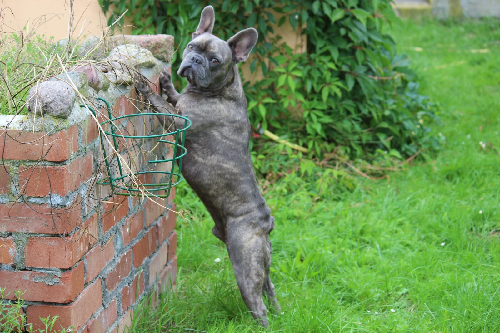 Canon EOS 600D (Rebel EOS T3i / EOS Kiss X5) sample photo. French bulldog, dog, french photography