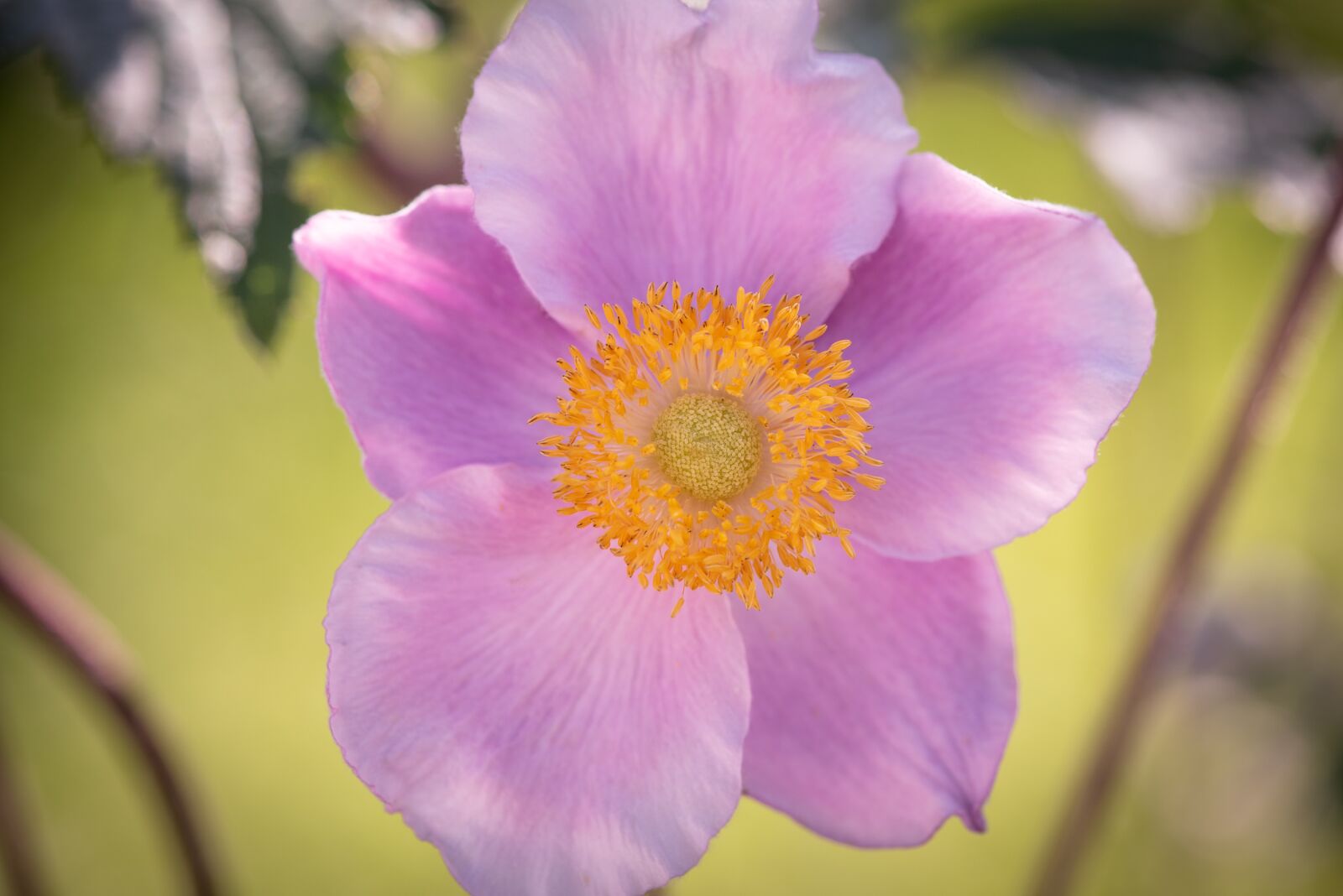 Nikon D750 sample photo. Japanese anemone, anemone, pink photography