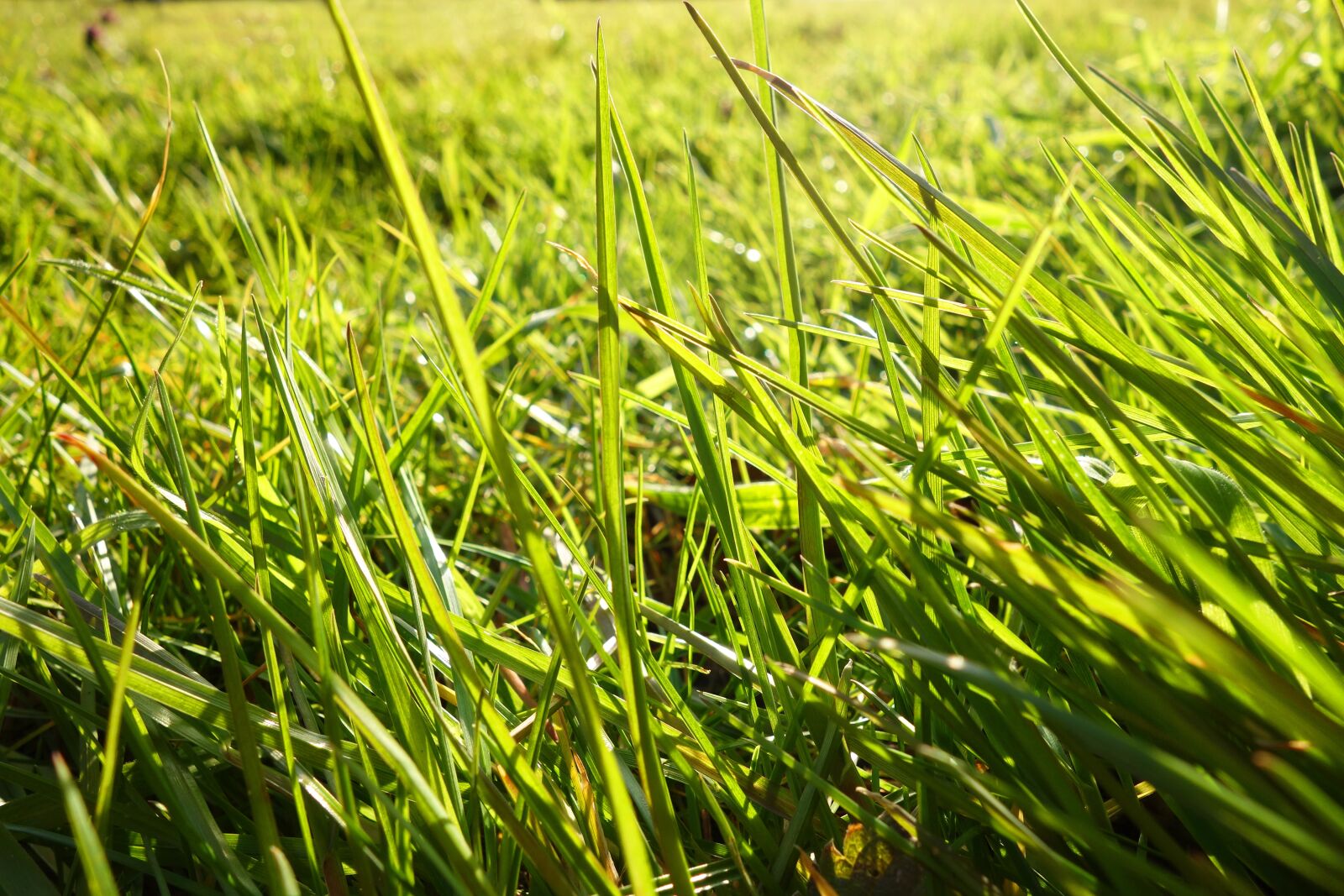 Sony Cyber-shot DSC-RX100 sample photo. Grass, blade, grass blade photography