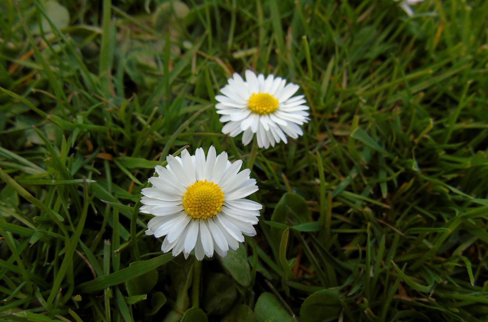 Sony Cyber-shot DSC-H400 sample photo. Daisy, flower, daisies photography