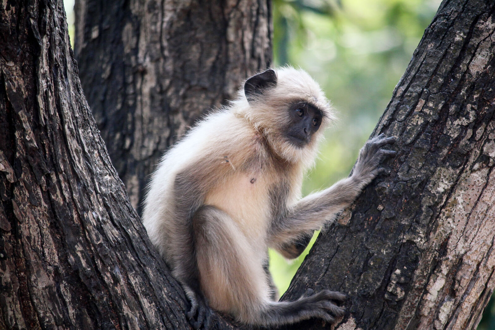 Canon EOS 700D (EOS Rebel T5i / EOS Kiss X7i) sample photo. Baby, monkey, nature, photography photography