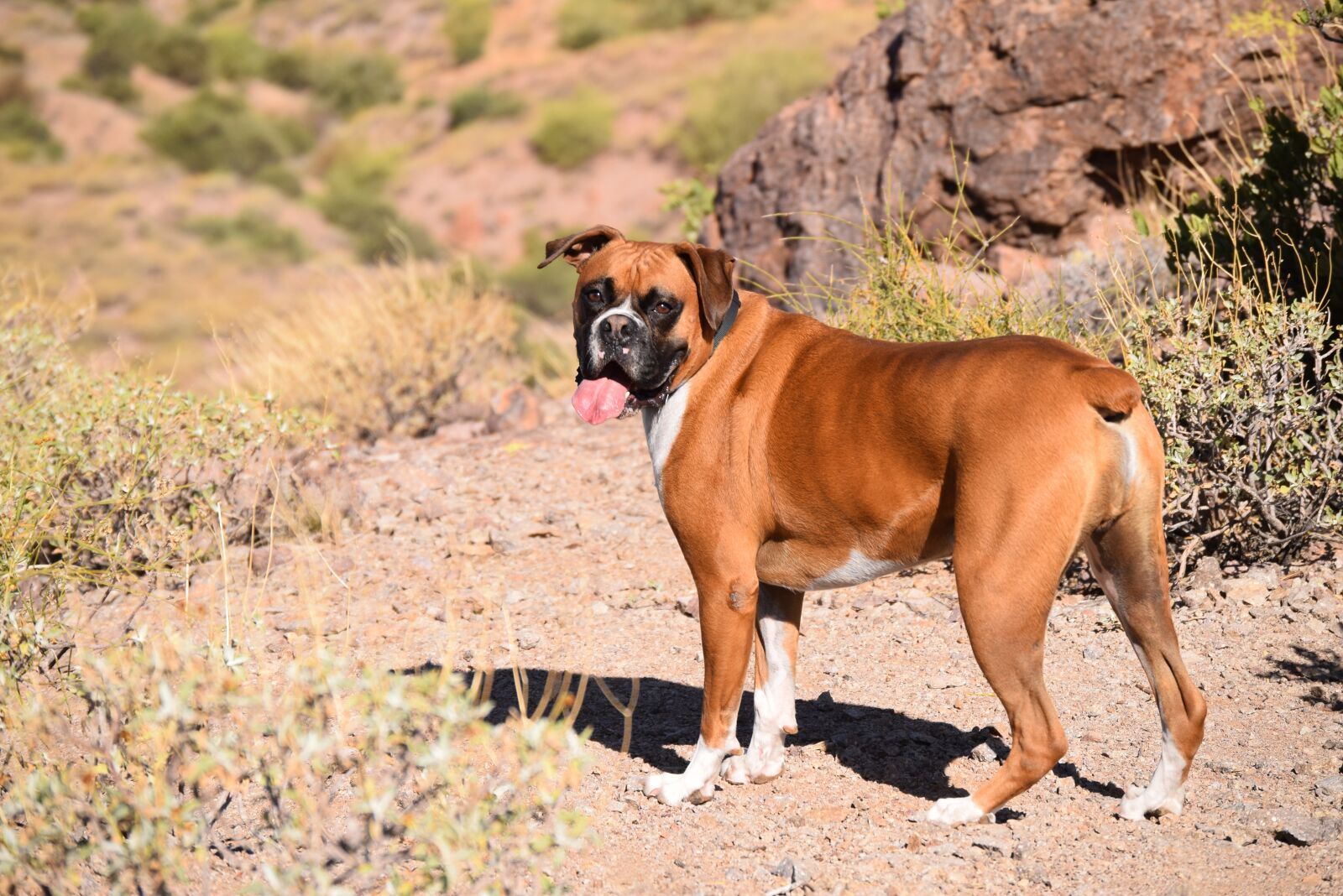 Nikon D5300 sample photo. Dog, animal, boxer photography