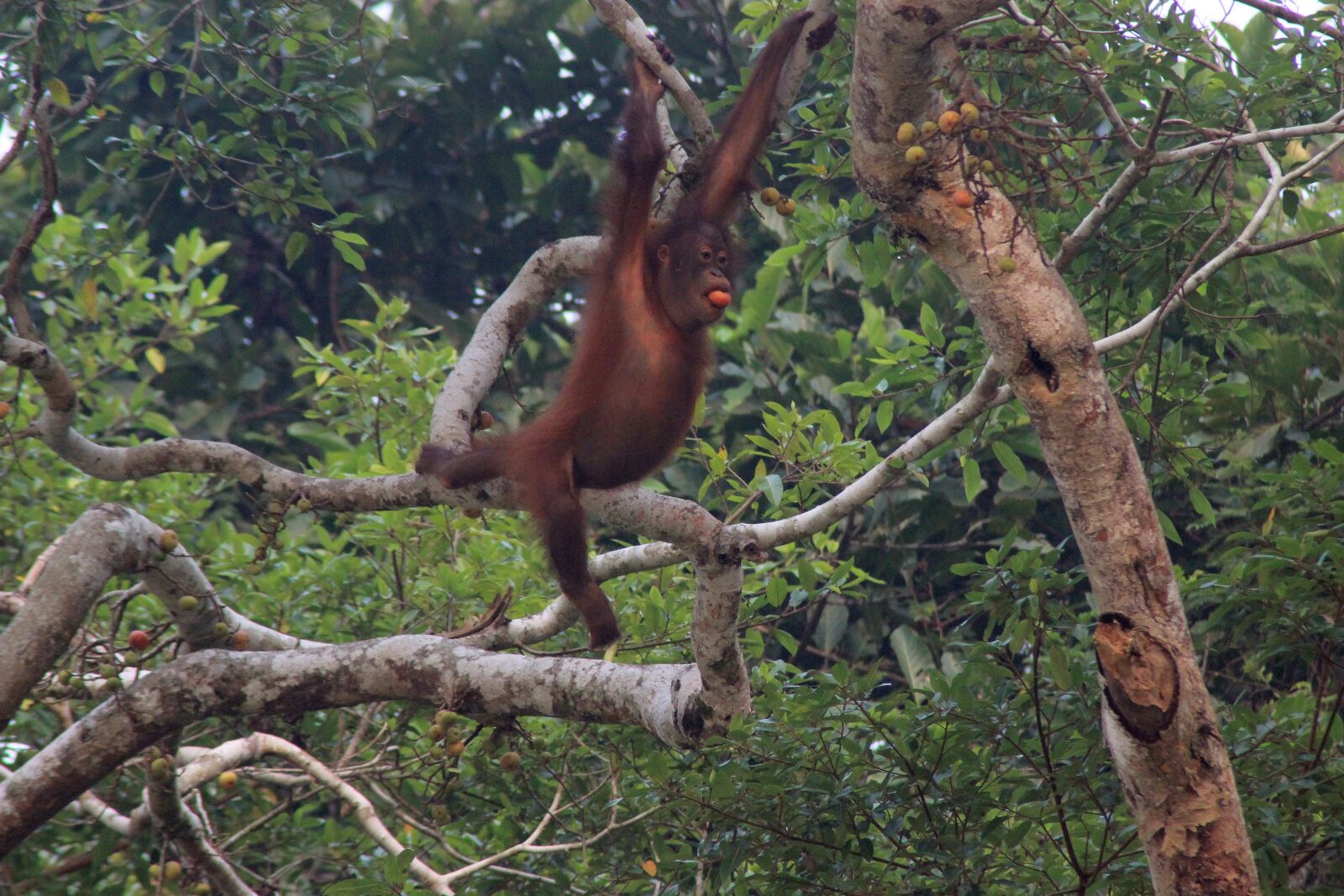 Canon EOS 600D (Rebel EOS T3i / EOS Kiss X5) sample photo. Orang-utan, orang, utan photography