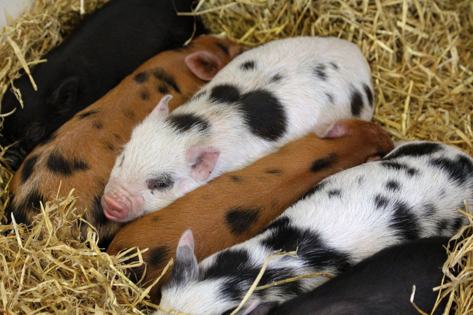 Canon EOS 550D (EOS Rebel T2i / EOS Kiss X4) sample photo. Agriculture, animals, barn, close photography