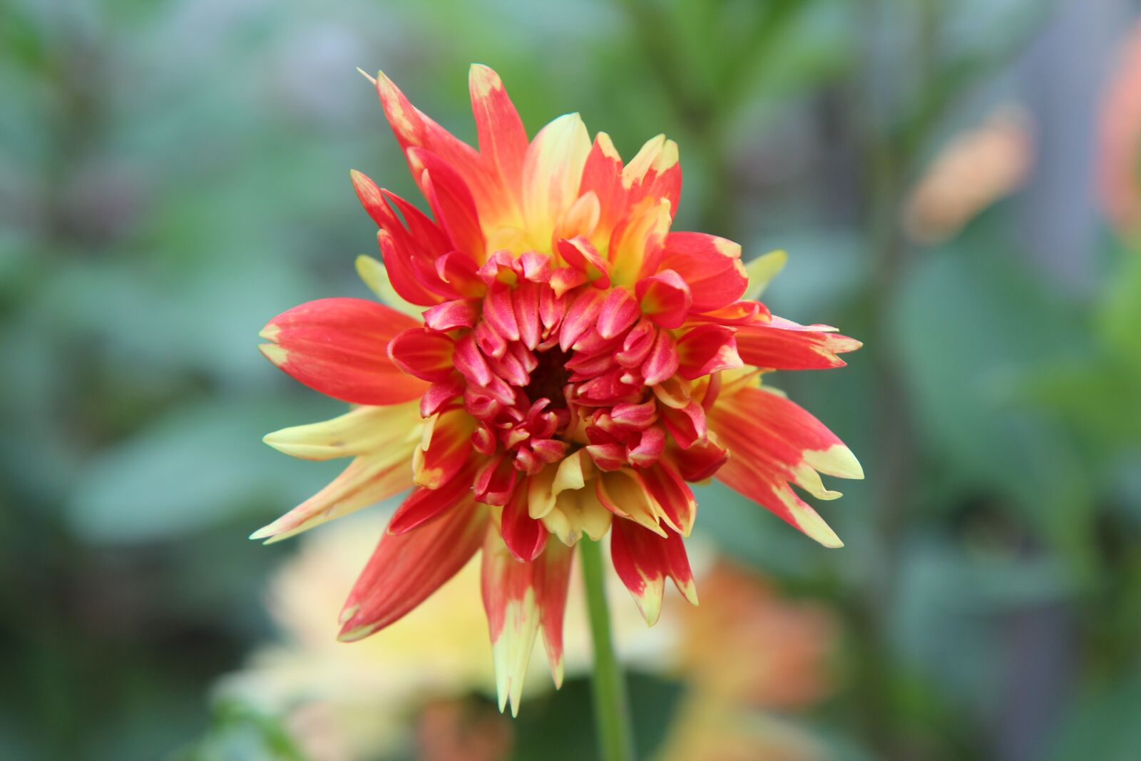 Canon EOS 600D (Rebel EOS T3i / EOS Kiss X5) sample photo. Dahlia, flowering dahlia, dahlia-orange photography