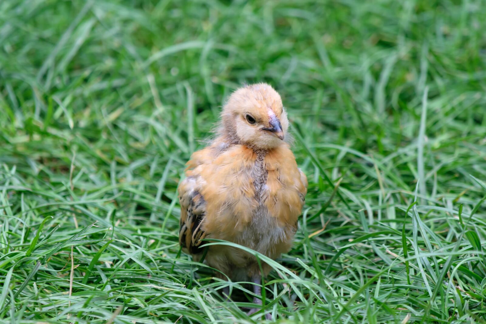 Nikon D5300 sample photo. Chicks, young animal, cute photography