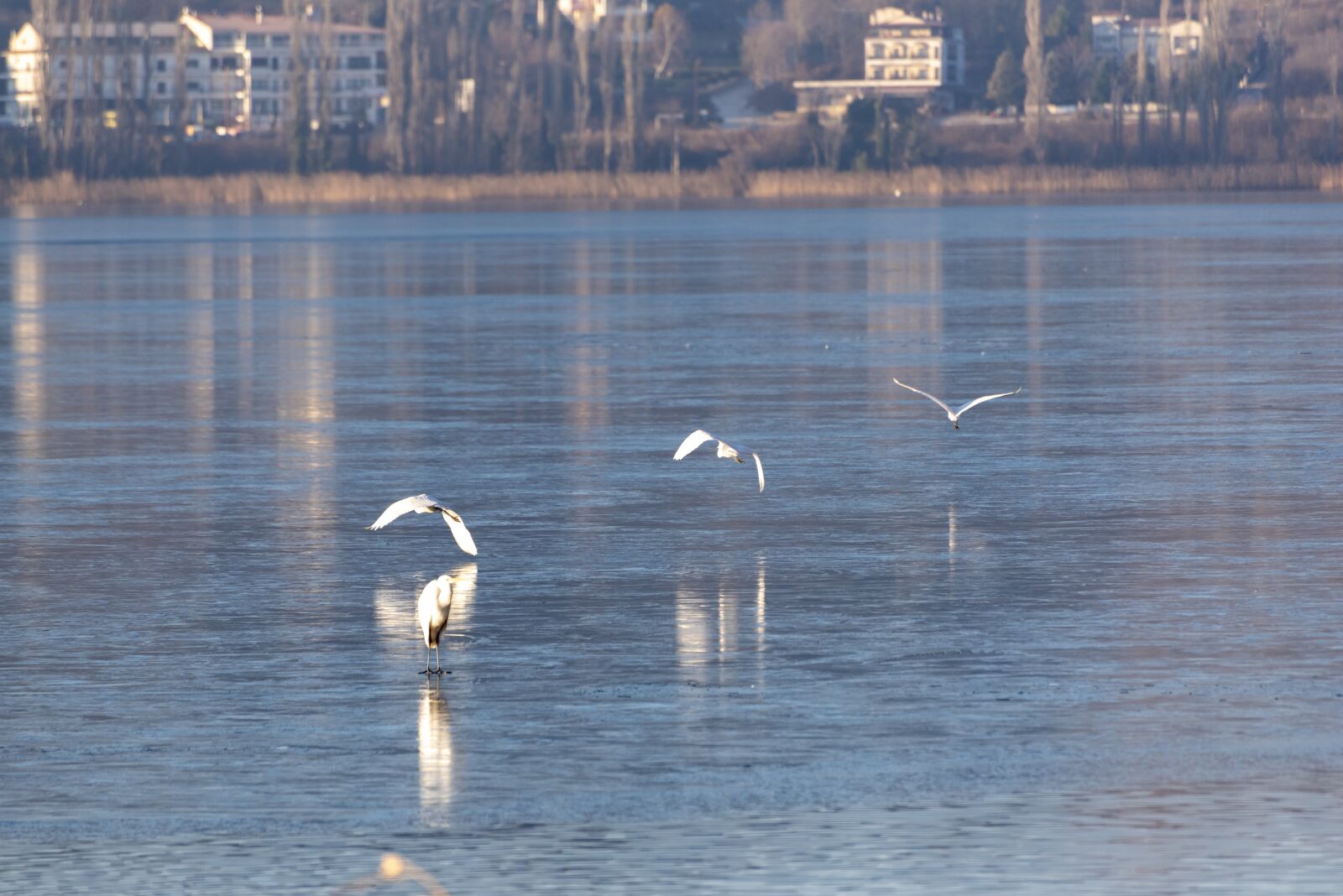 Nikon D750 sample photo. Ice, frozen, birds photography