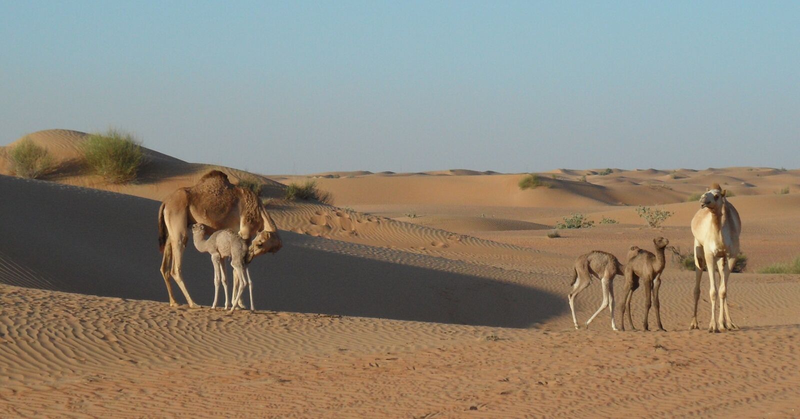 Samsung WB650 / VLUU WB650 /  WB660 sample photo. Desert, camel, sand photography