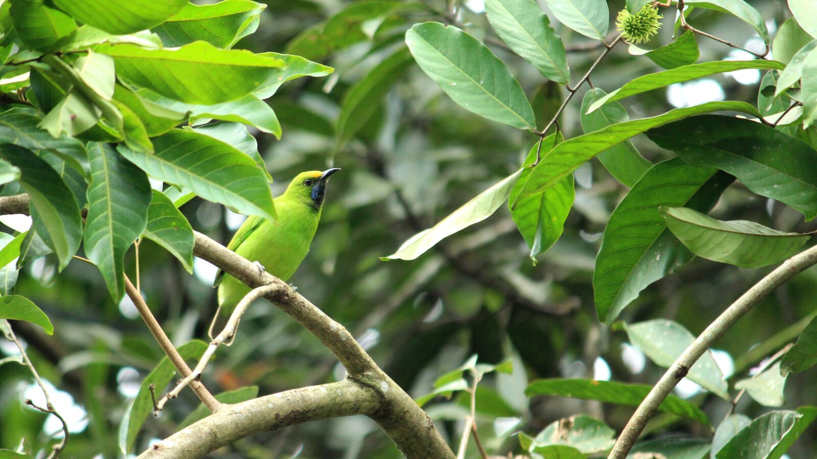 Canon EOS 1300D (EOS Rebel T6 / EOS Kiss X80) sample photo. Bird, leafbird, leaf photography