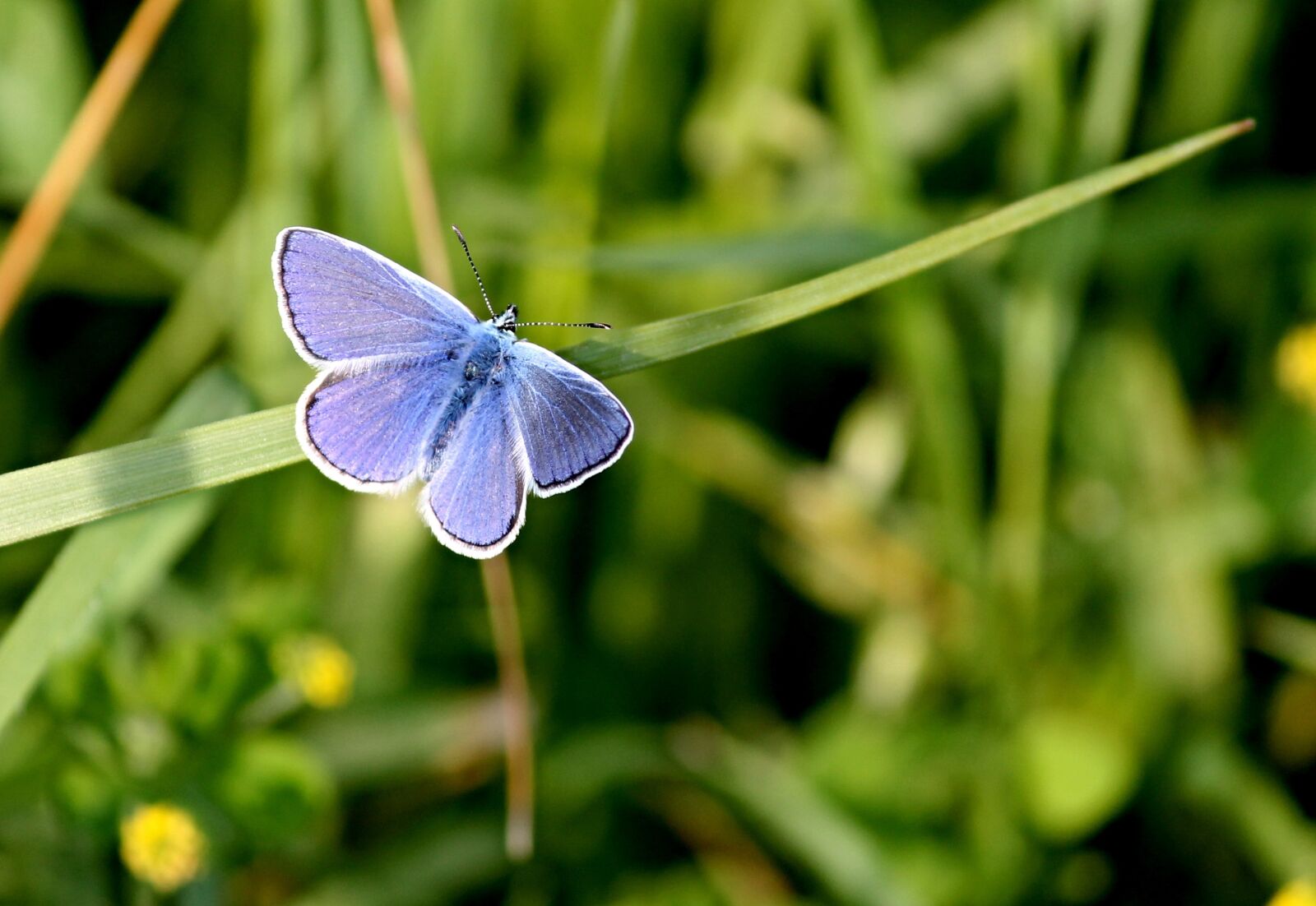 Canon EOS 1100D (EOS Rebel T3 / EOS Kiss X50) sample photo. Common blue, butterfly, butterflies photography