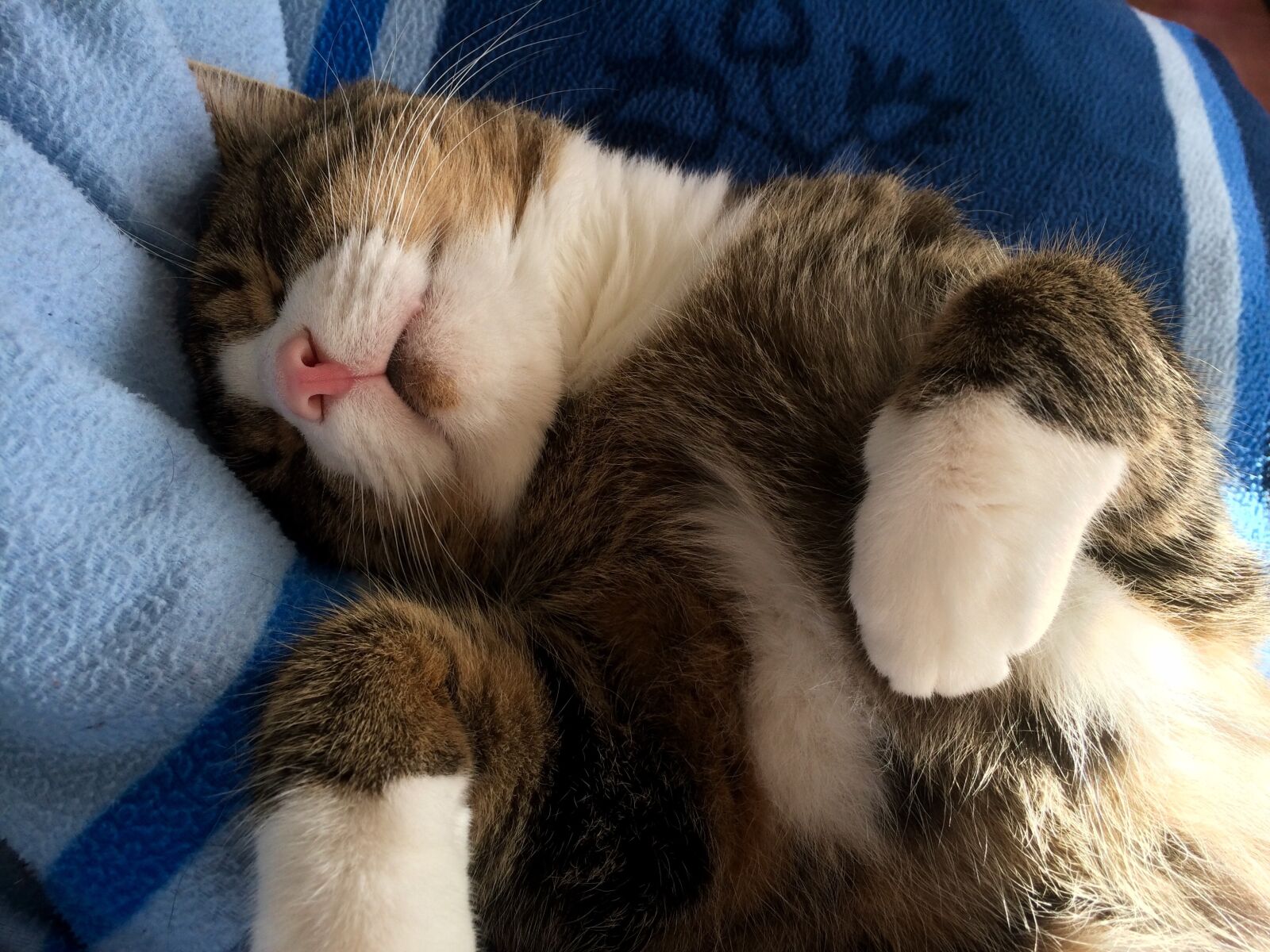 iPhone 5s back camera 4.15mm f/2.2 sample photo. Cat, pet, sleep photography