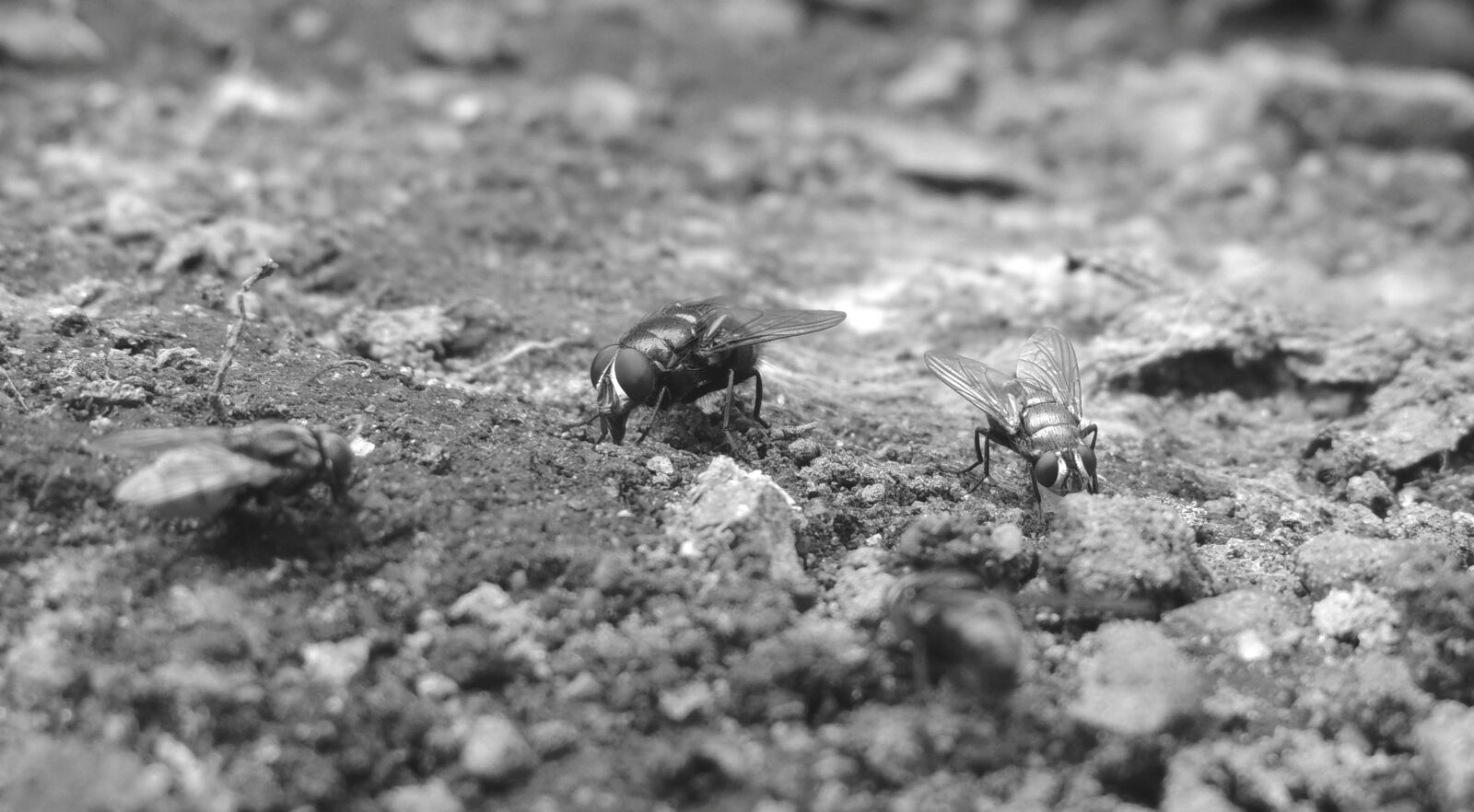 Nikon Coolpix P510 sample photo. Nature, black and white photography