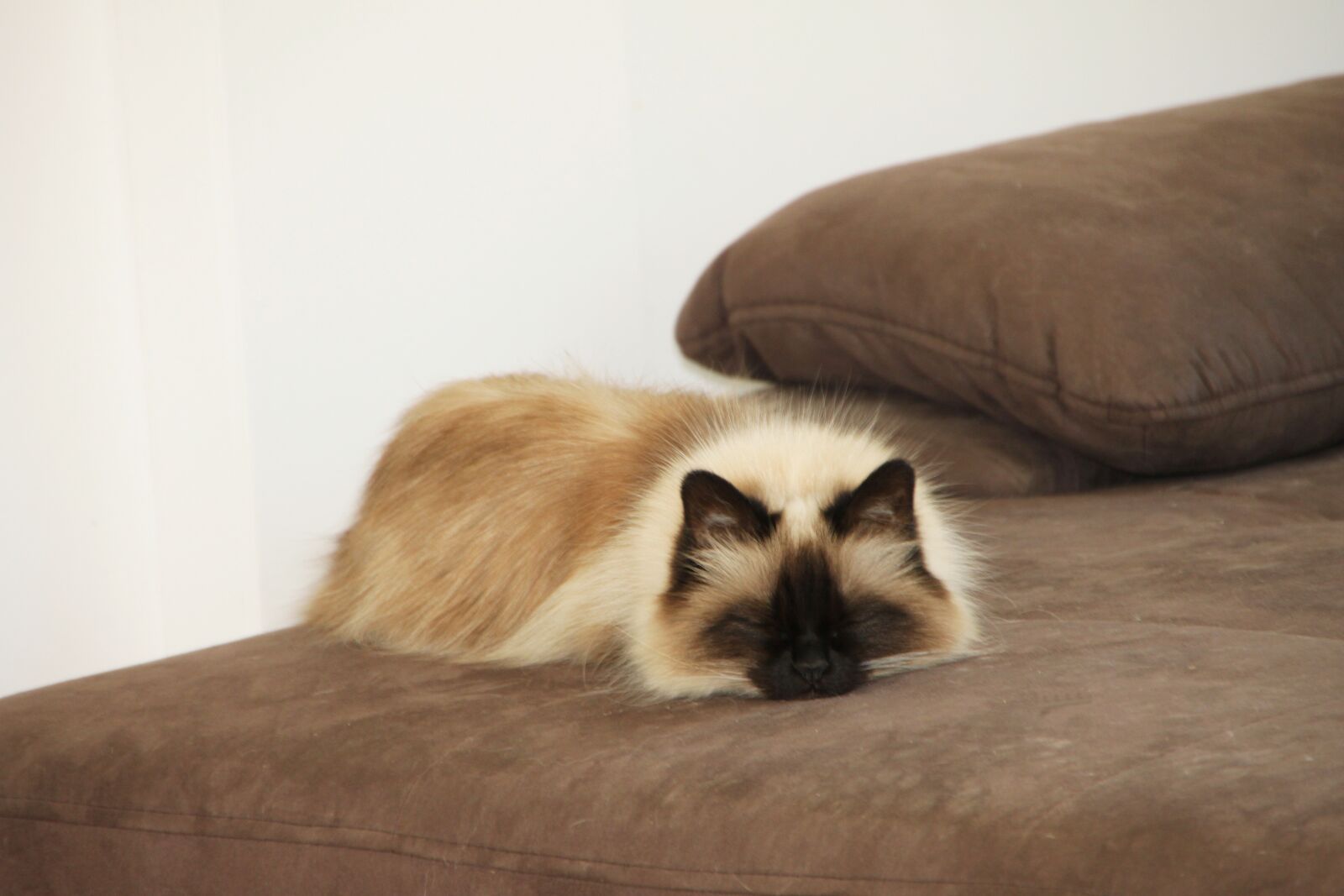 Canon EOS 500D (EOS Rebel T1i / EOS Kiss X3) sample photo. Sacred birman, cat, breed photography