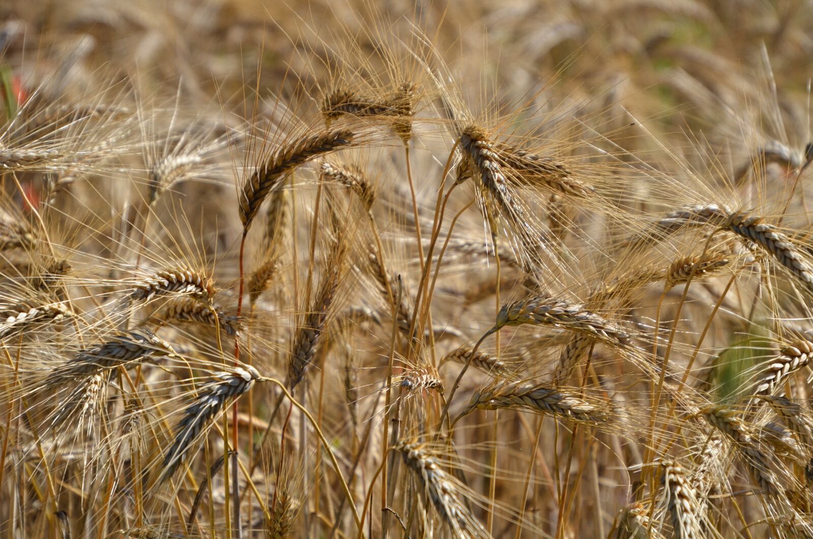Nikon D7000 sample photo. Wheat, cereal, grain photography