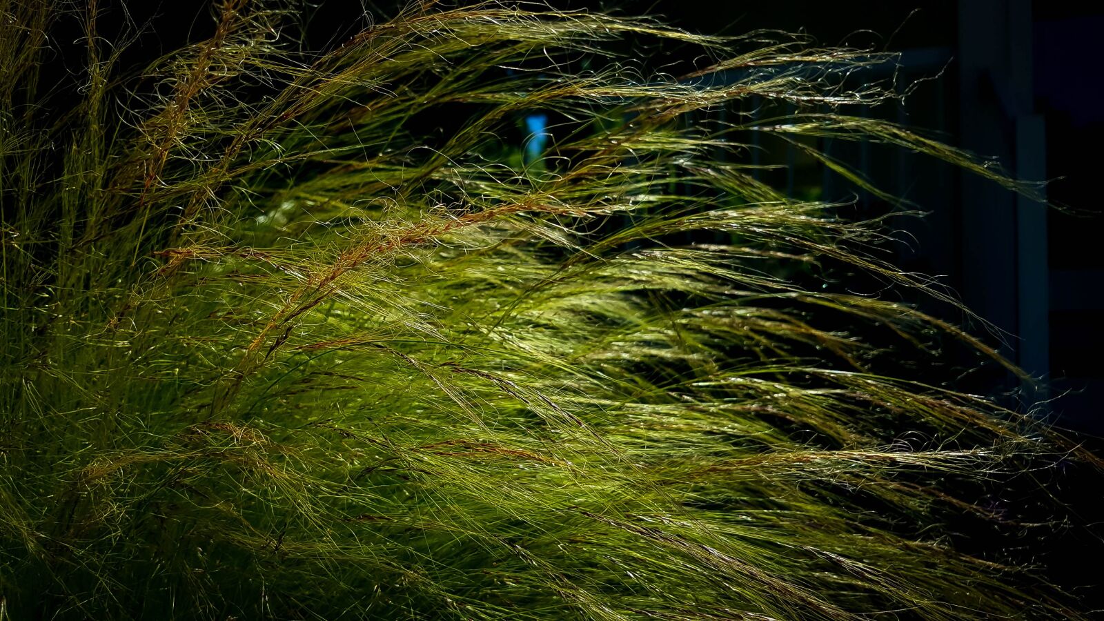 Samsung Galaxy S6 sample photo. Grass, summer, wispy photography