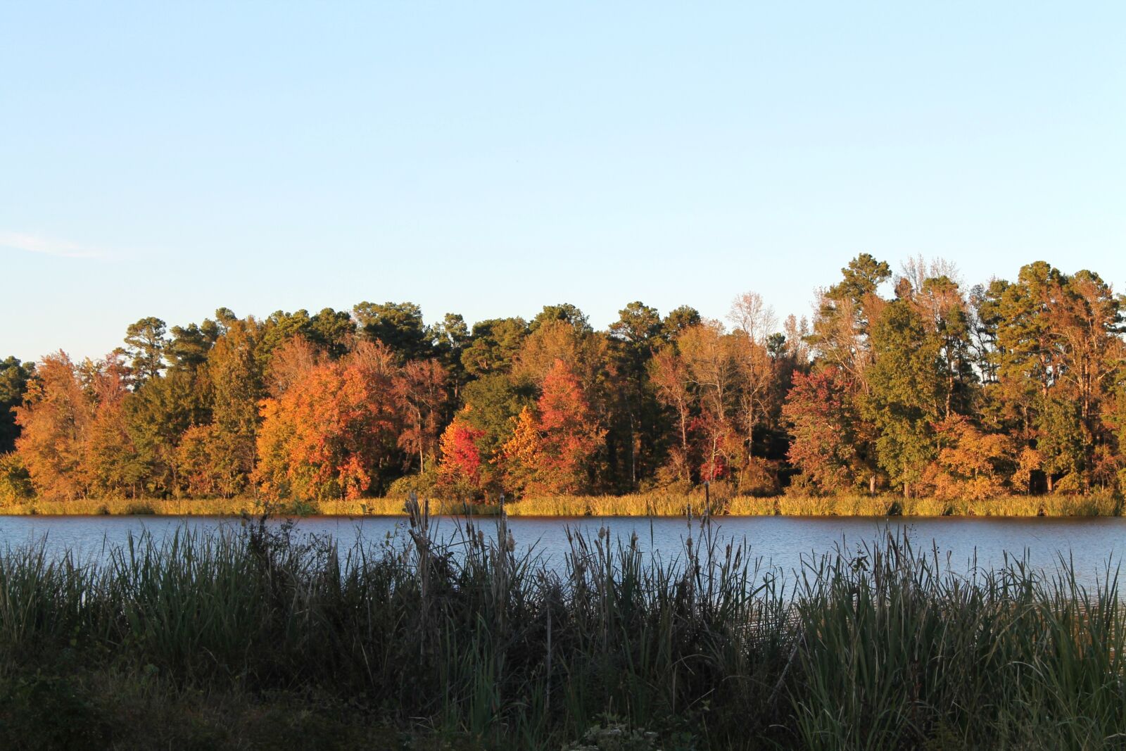 Canon EOS 1100D (EOS Rebel T3 / EOS Kiss X50) sample photo. Trees, tree line, autumn photography