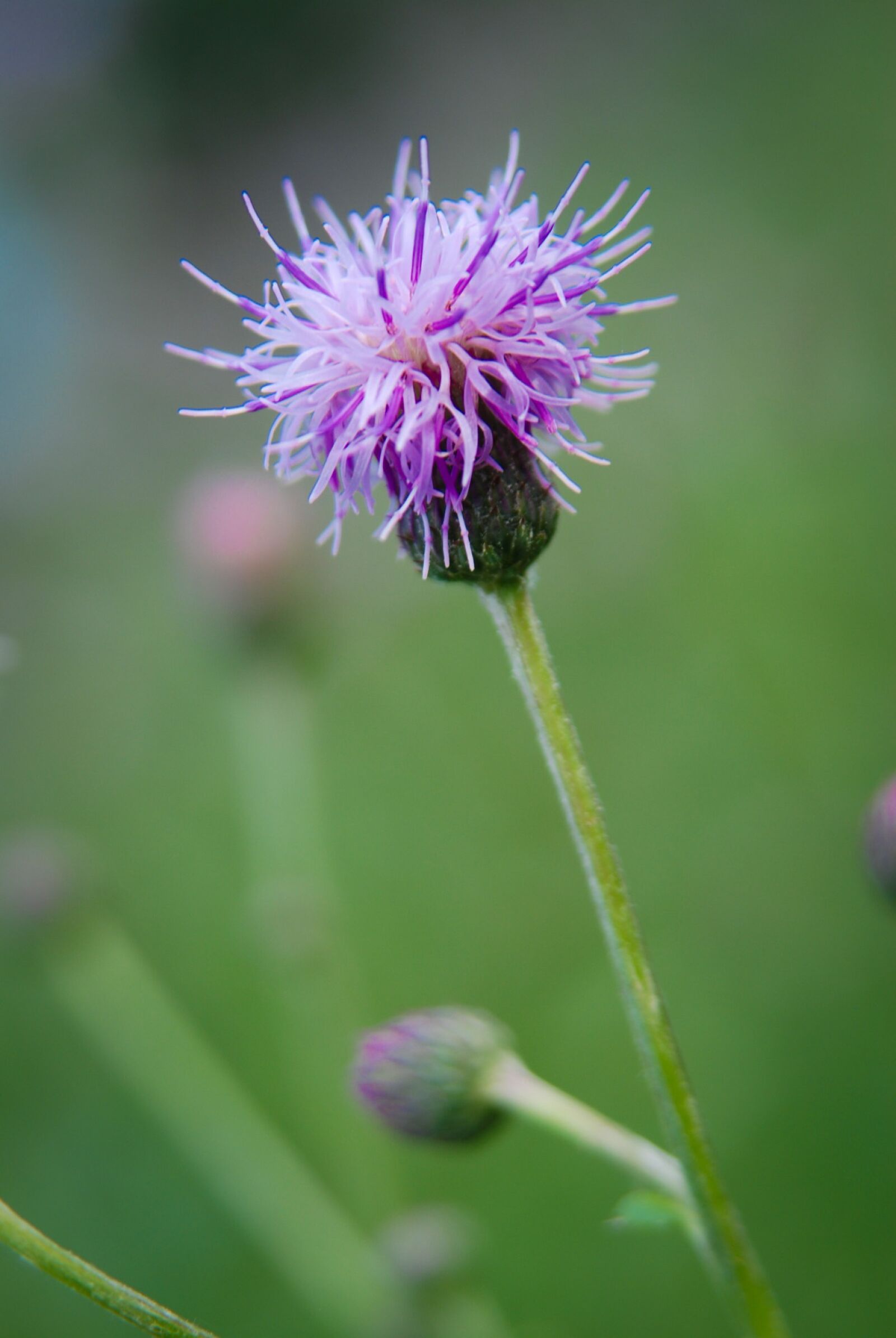 Nikon D80 sample photo. Thistle, plant, prickly photography