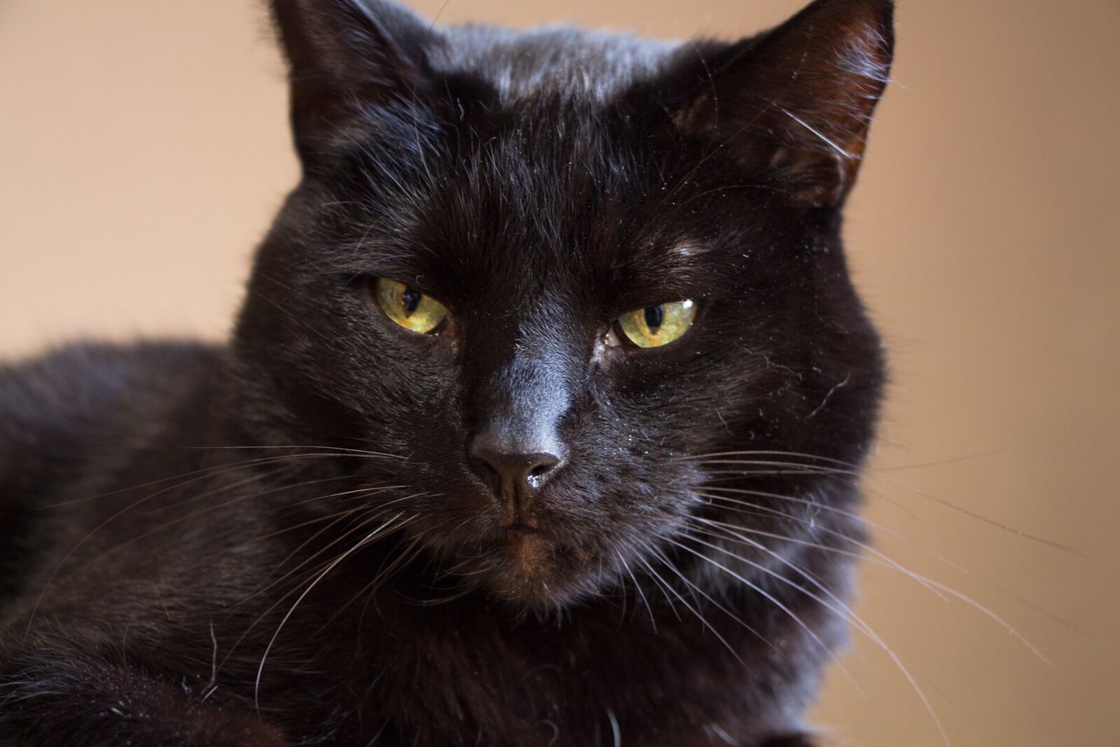 Canon EOS 650D (EOS Rebel T4i / EOS Kiss X6i) sample photo. Black cat, cat, domestic photography