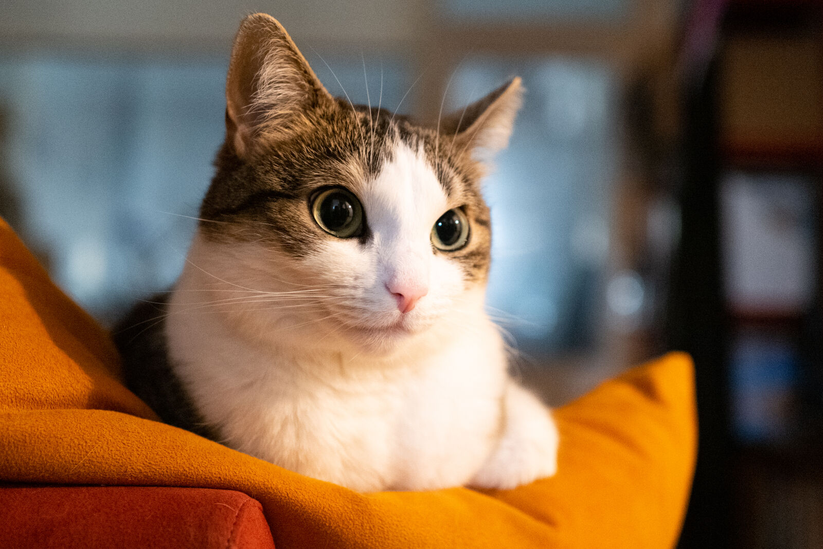 Leica Q2 sample photo. Cat pose of the photography
