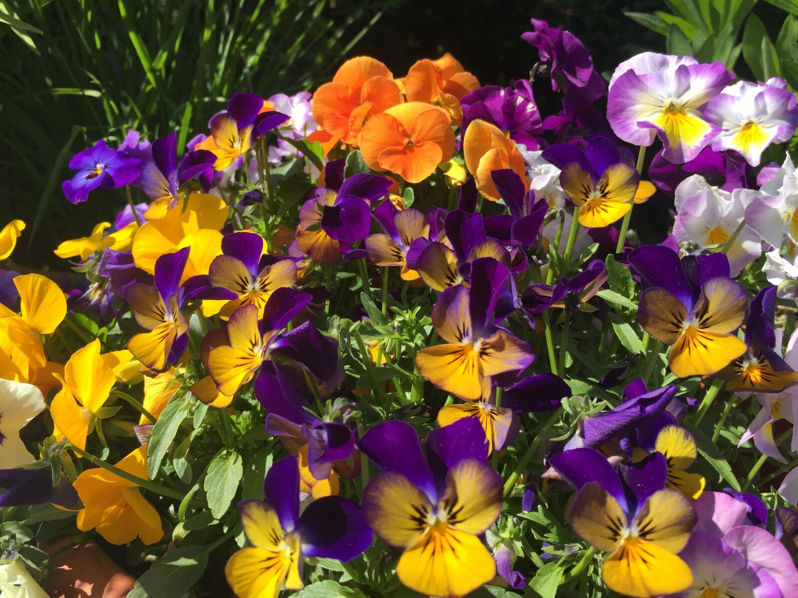 iPhone 6 Plus back camera 4.15mm f/2.2 sample photo. Flowers, abundance, garden photography