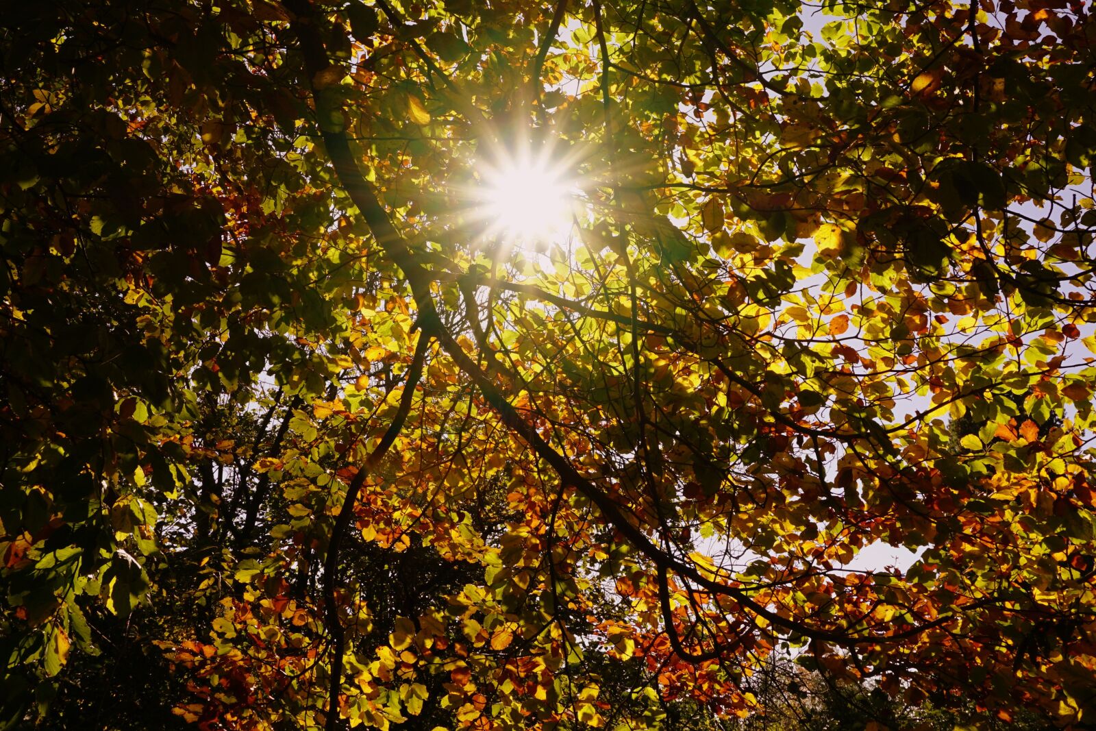 Sony E 16-50mm F3.5-5.6 PZ OSS sample photo. Sun, fall foliage, colorful photography