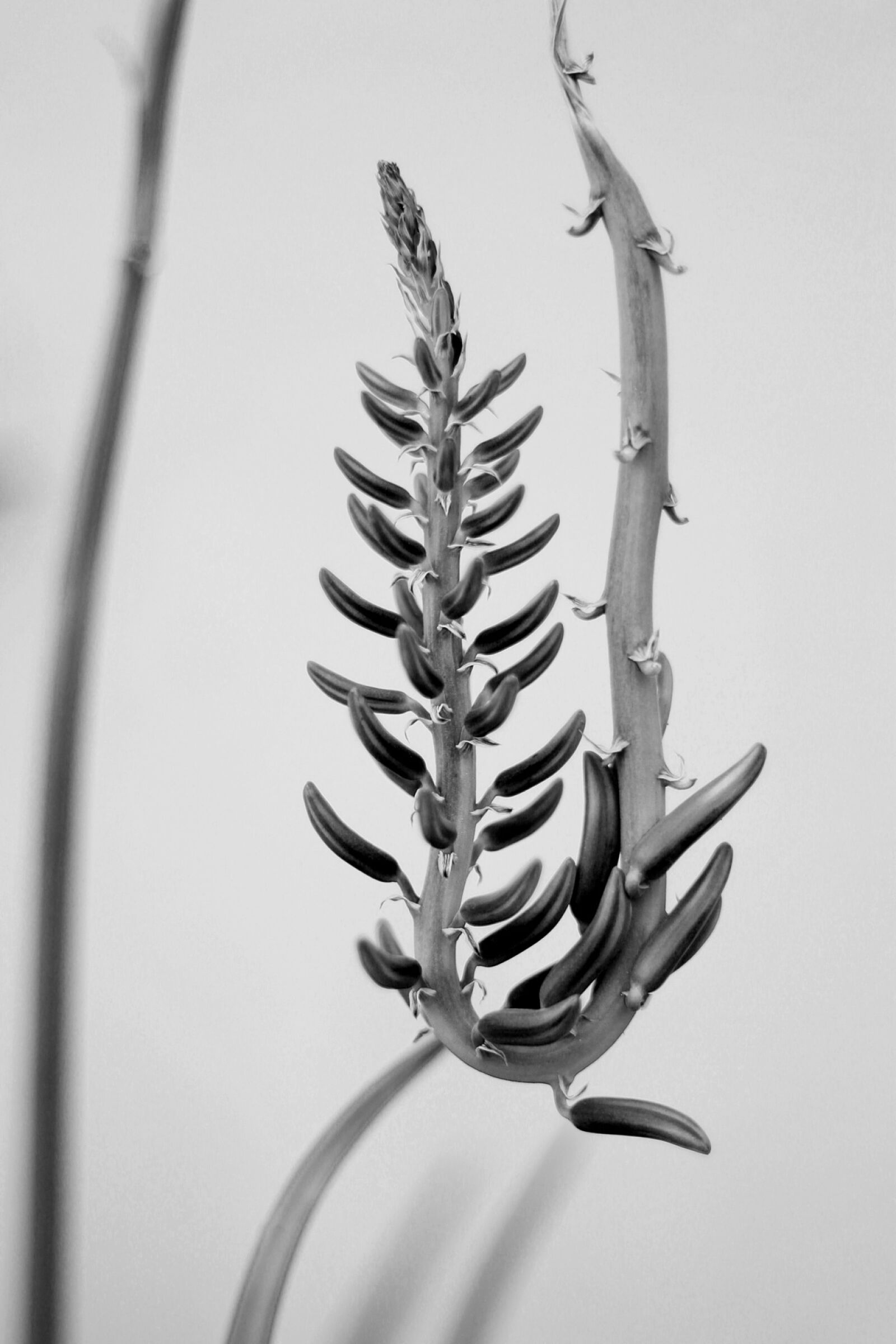 Canon EOS 1100D (EOS Rebel T3 / EOS Kiss X50) sample photo. Flower, black, white photography