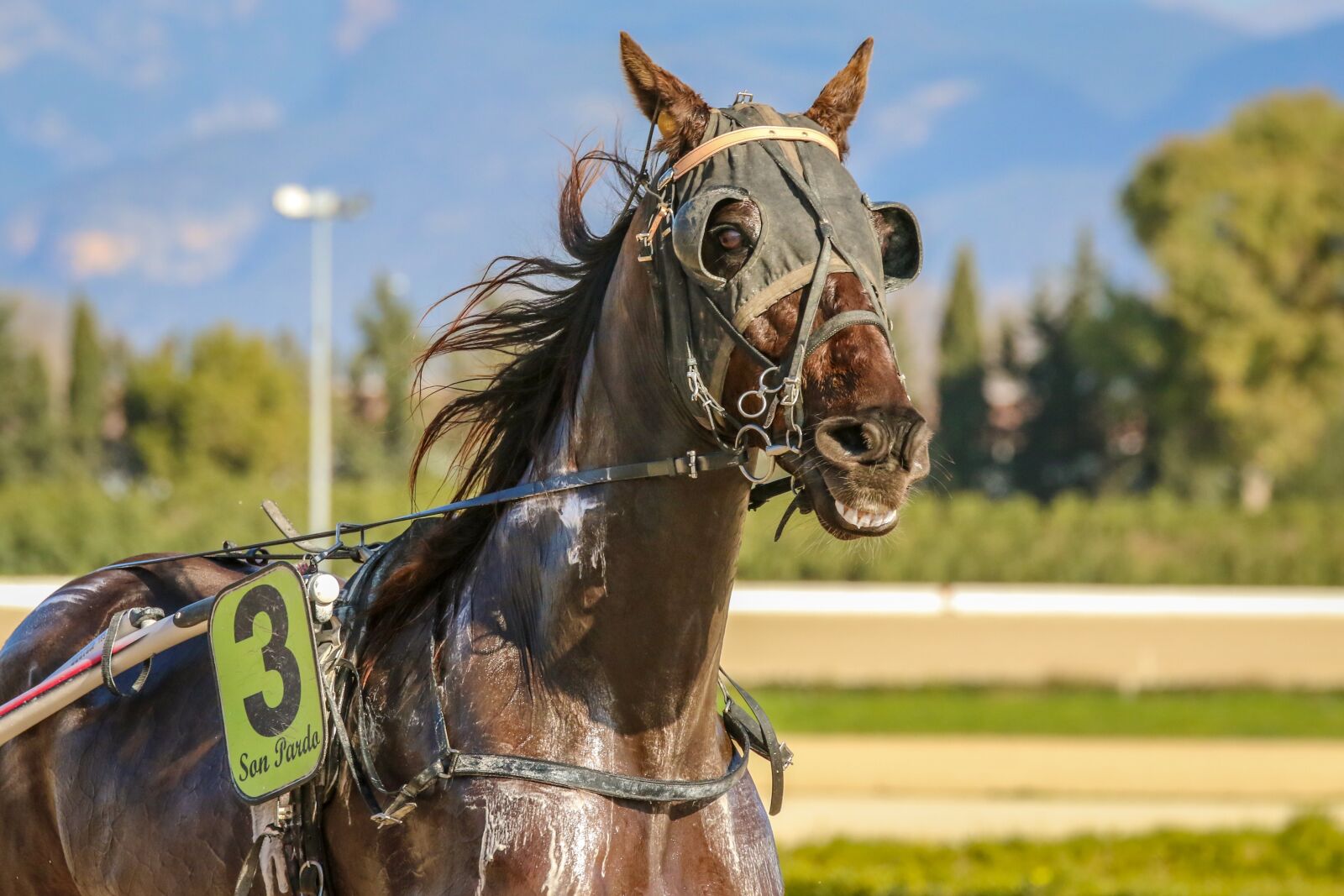 Canon EOS 7D Mark II sample photo. Horses, racing, trot photography