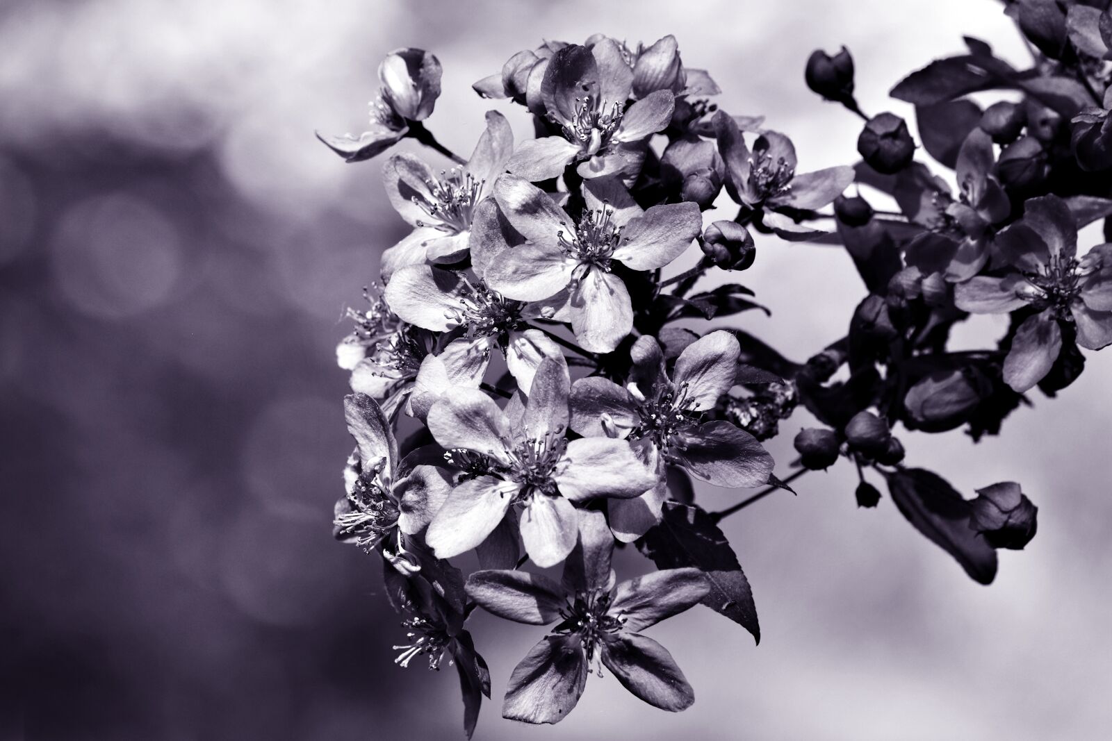 Canon EOS 80D sample photo. Branch of cherry tree photography