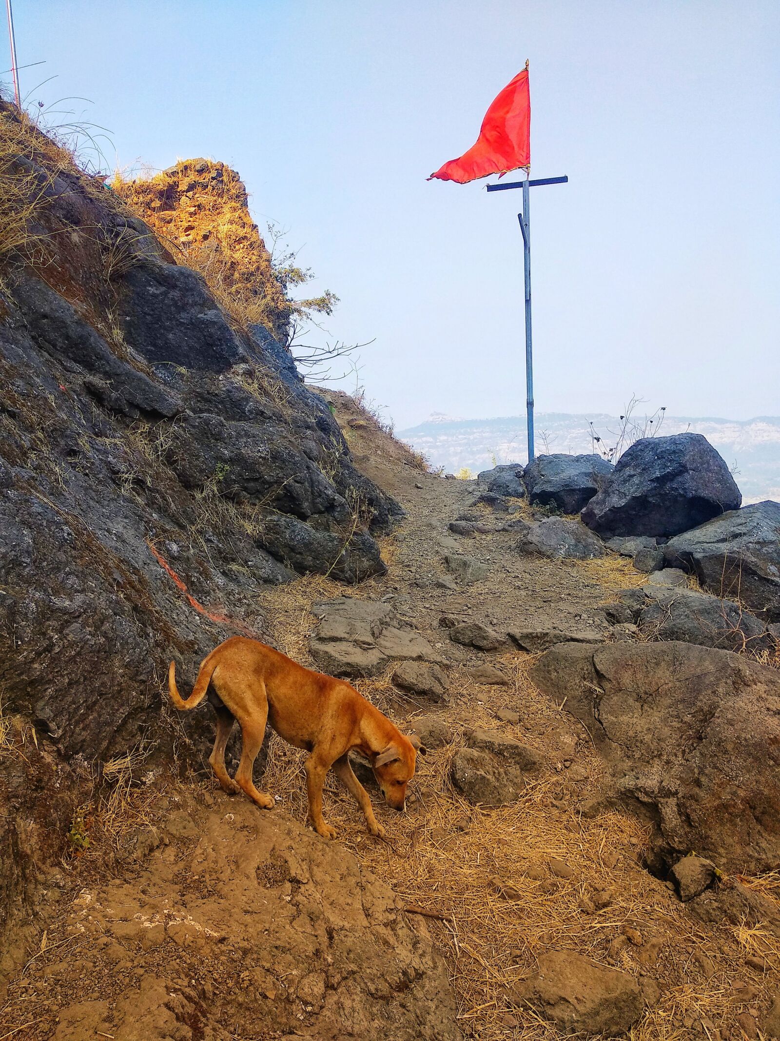 Xiaomi Mi A1 sample photo. Dog, dog on fort photography