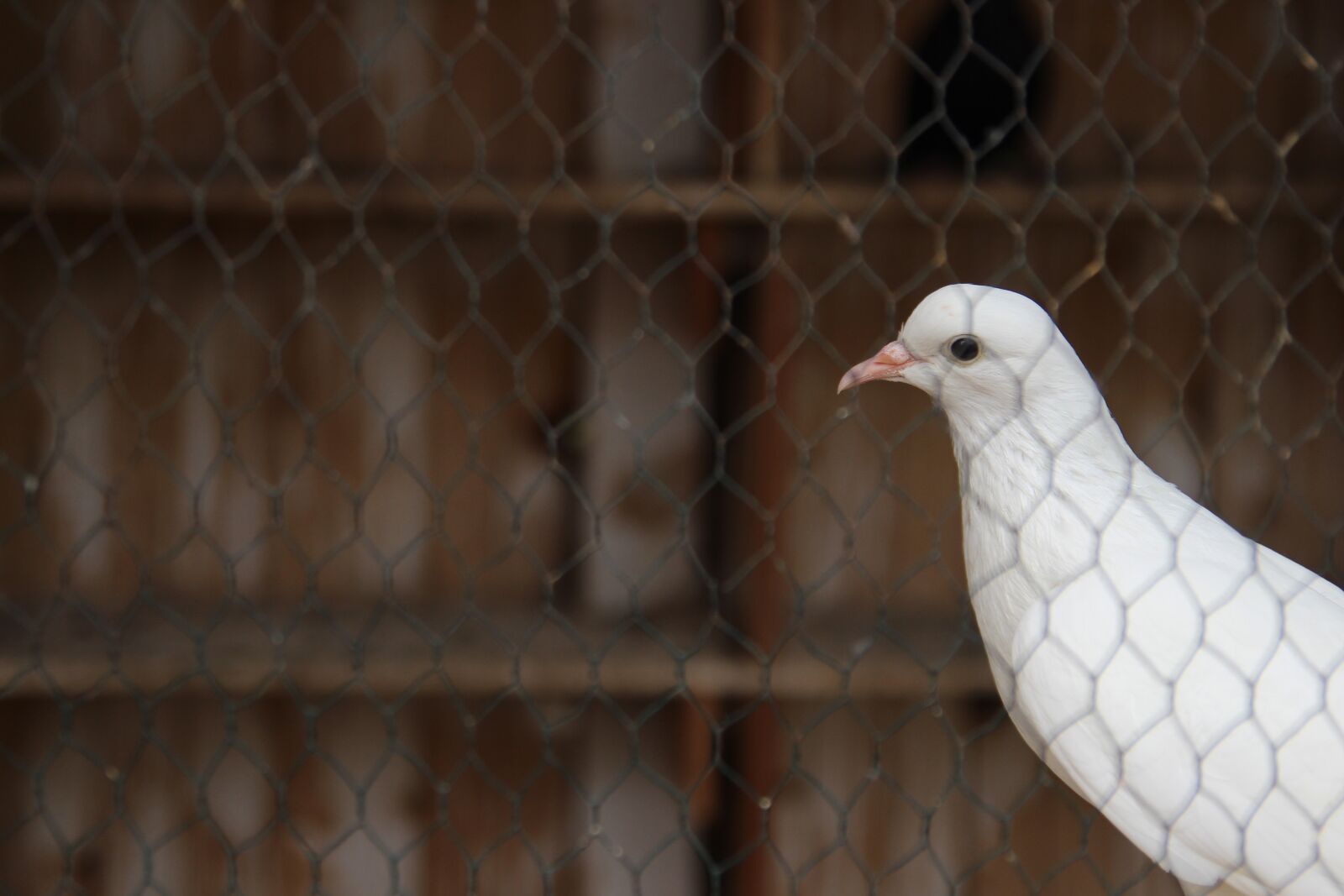 Canon EOS 600D (Rebel EOS T3i / EOS Kiss X5) sample photo. Pigeon, behind, bars photography