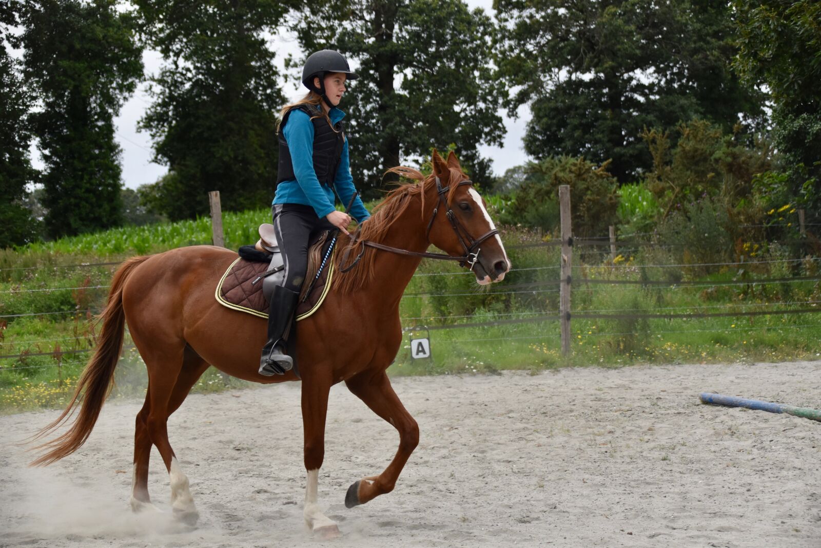 Nikon D5600 sample photo. Horse, horse backriding, girl photography