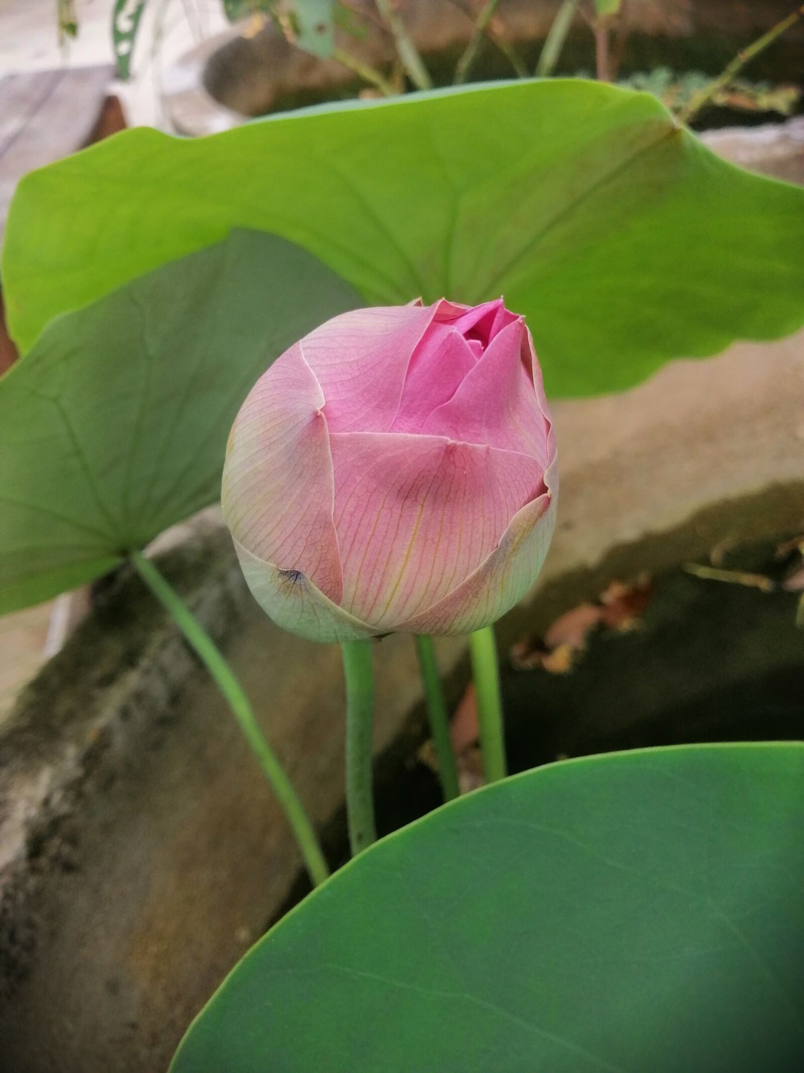 HUAWEI nova 3i sample photo. Lotus, flower, flowers photography