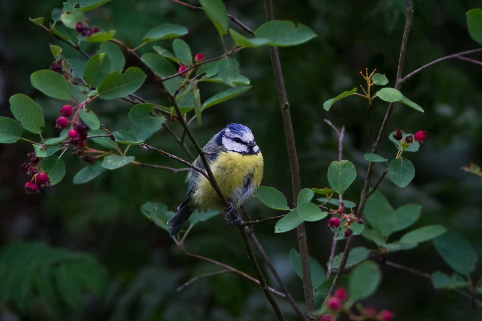 Canon EOS 7D sample photo. Blue tit, summer, tree photography