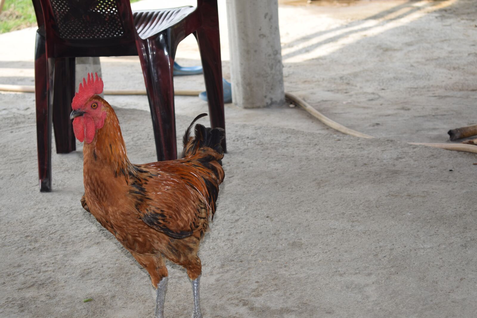 Nikon D5300 sample photo. Local organic chicken, local photography